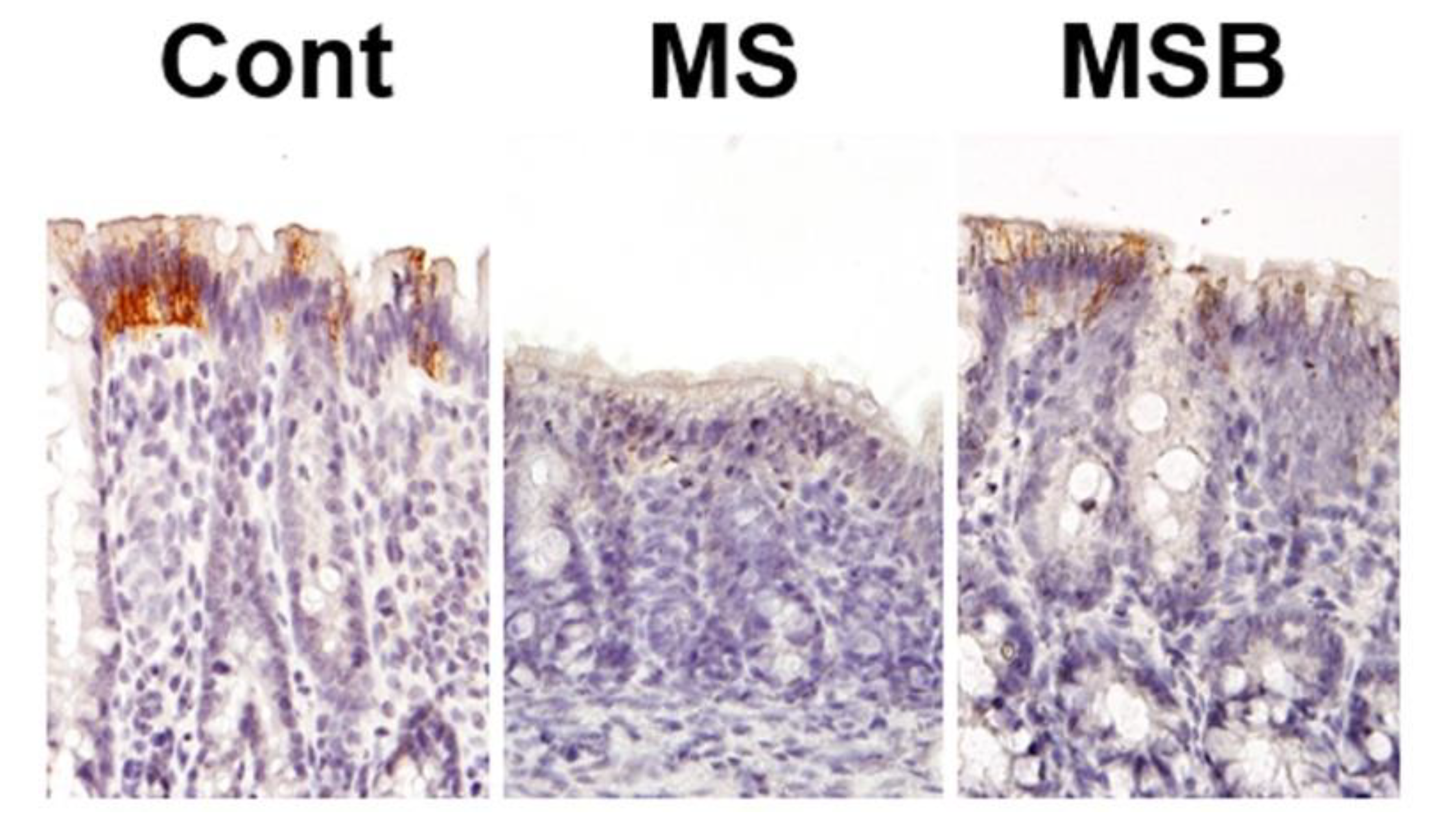 Biomedicines 09 00641 g003 Biomedicines 09 00641 g003