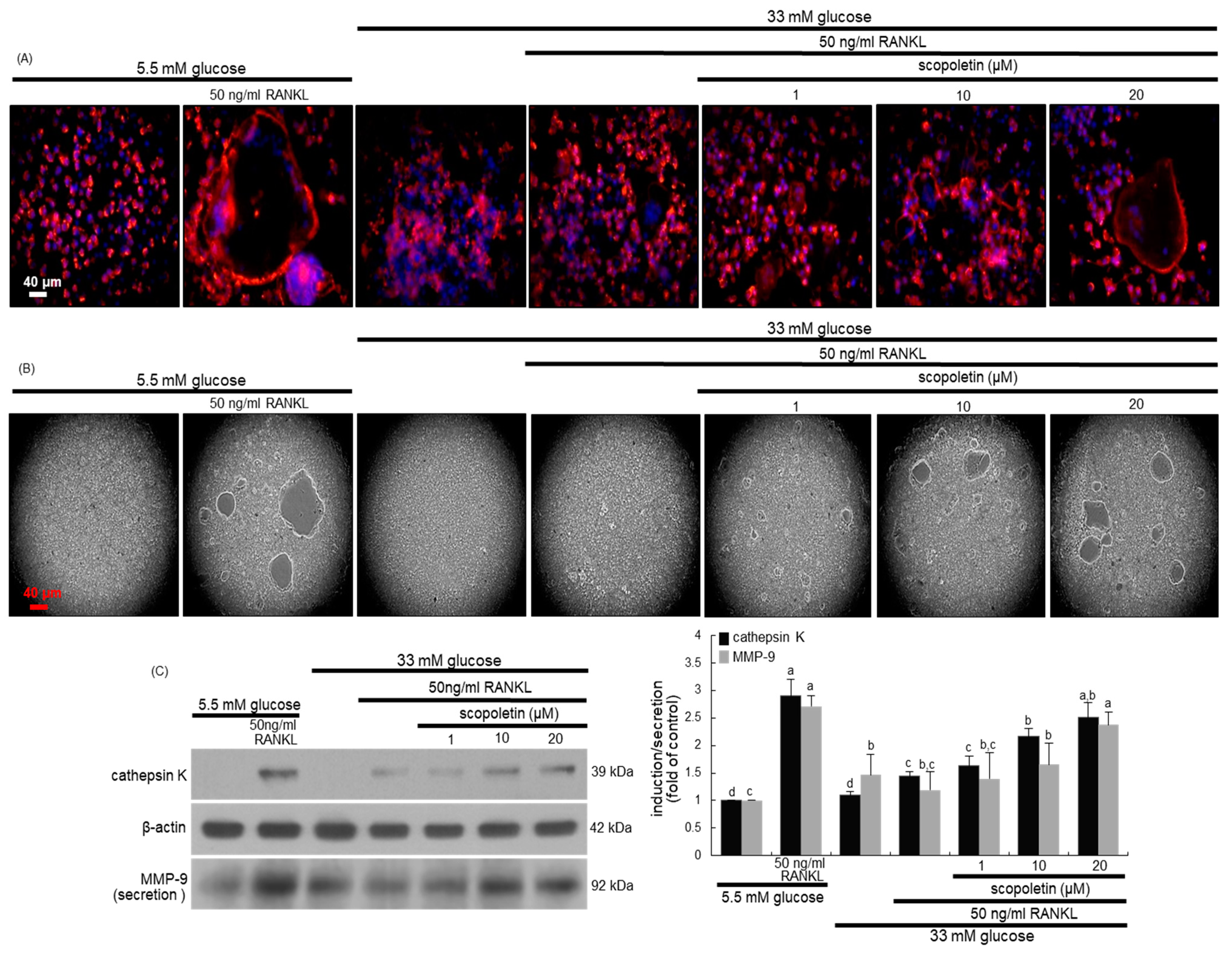 Biomedicines 09 00648 g002