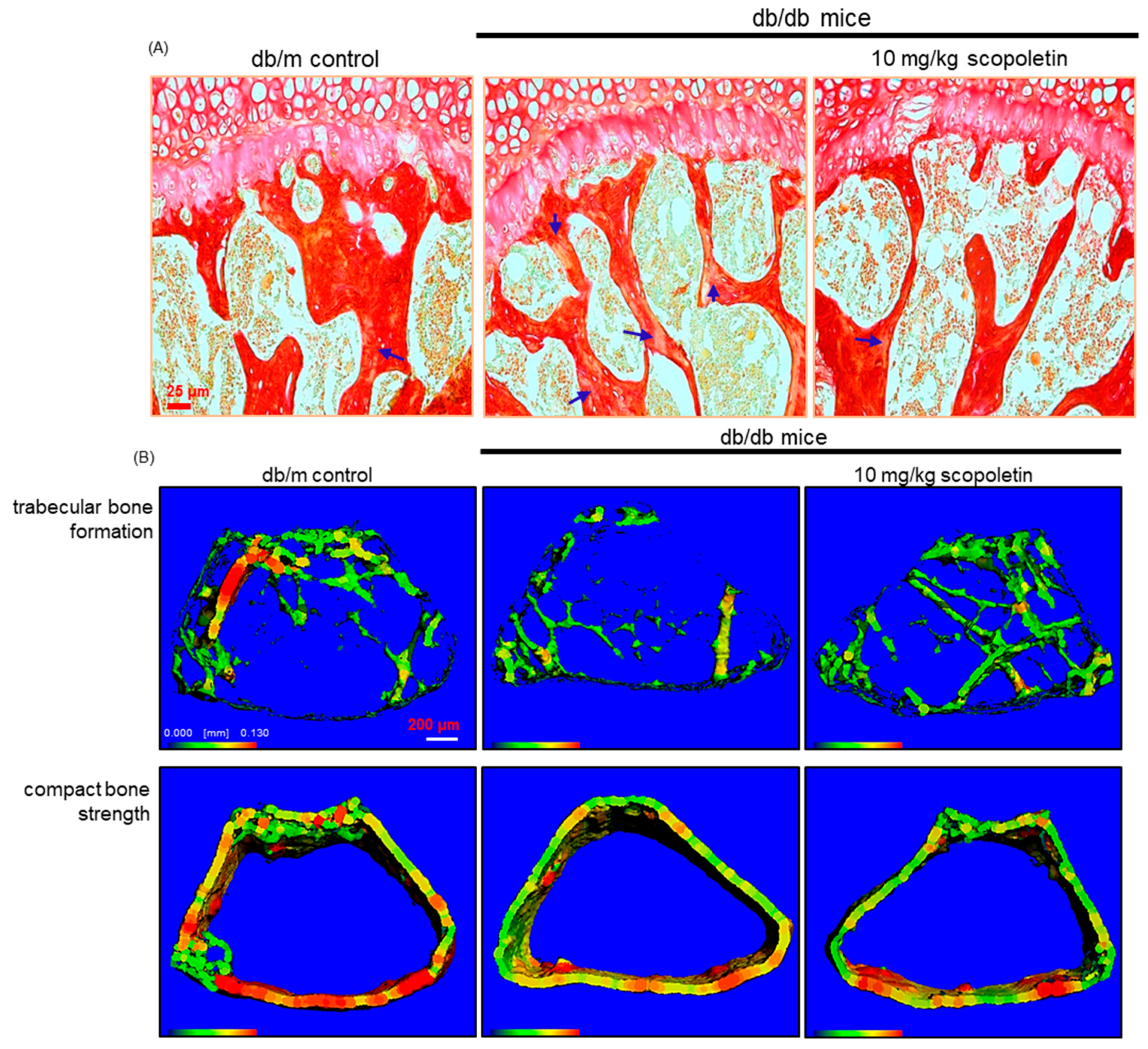 Biomedicines 09 00648 g005