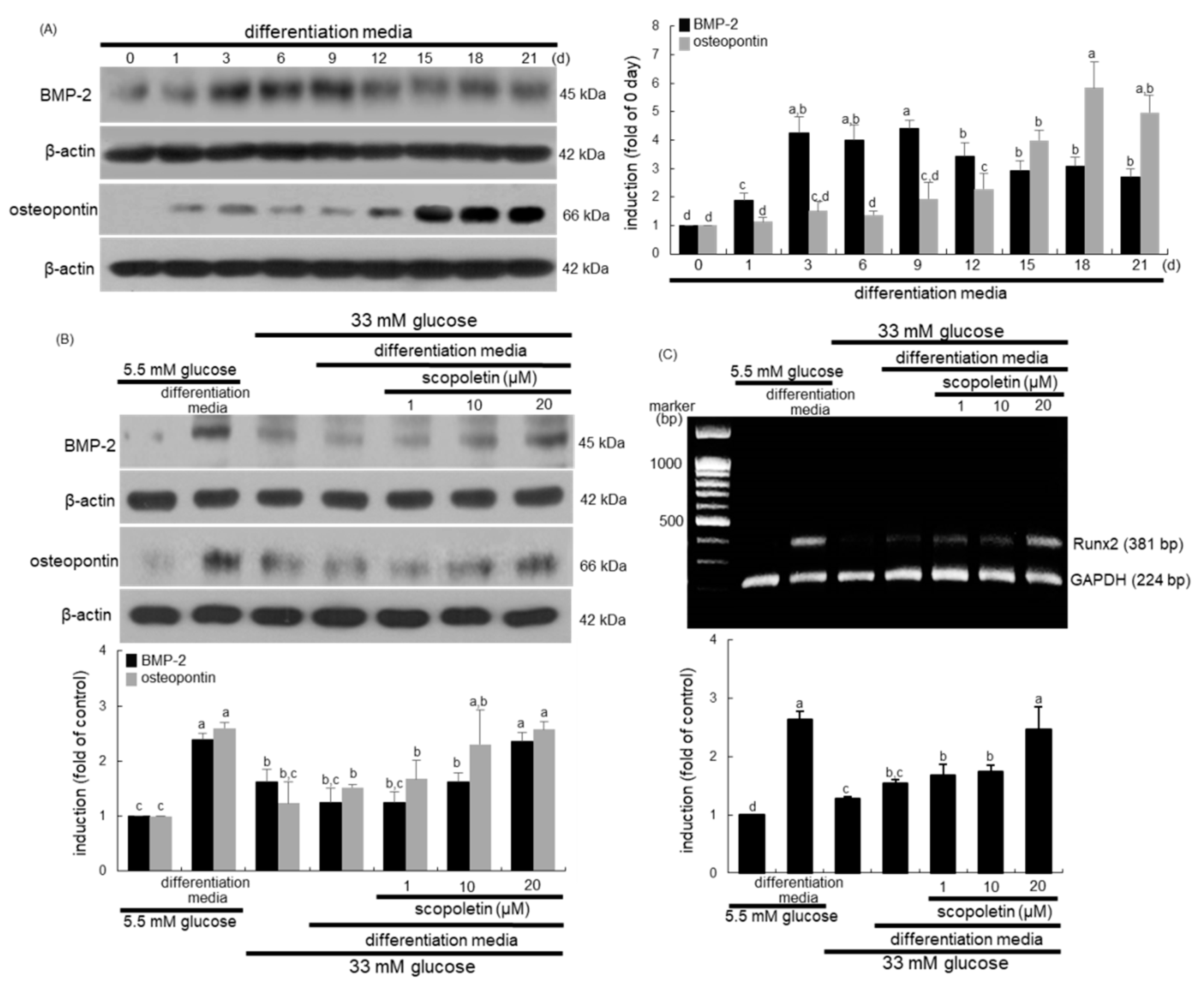 Biomedicines 09 00648 g007