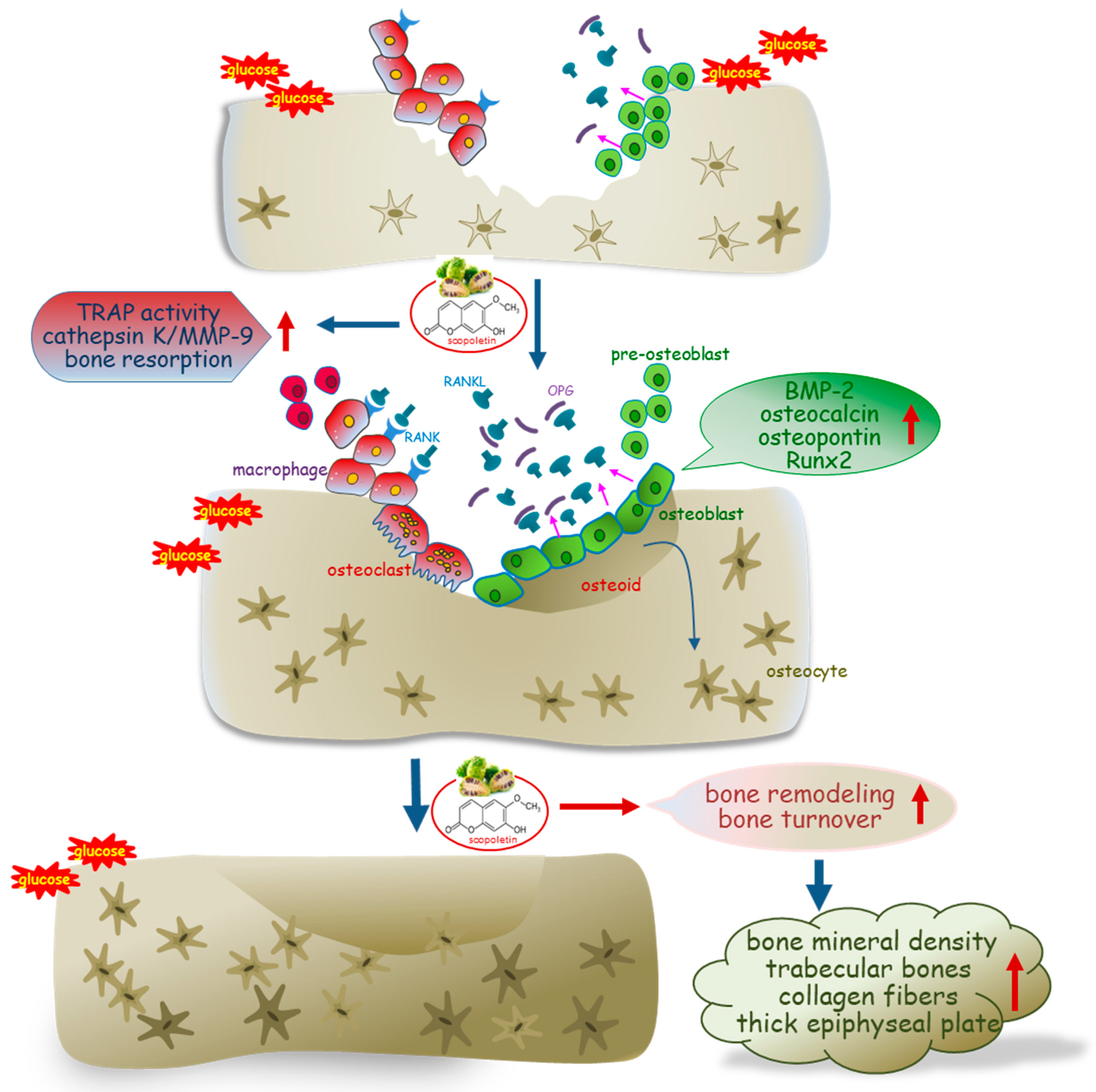 Biomedicines 09 00648 g008