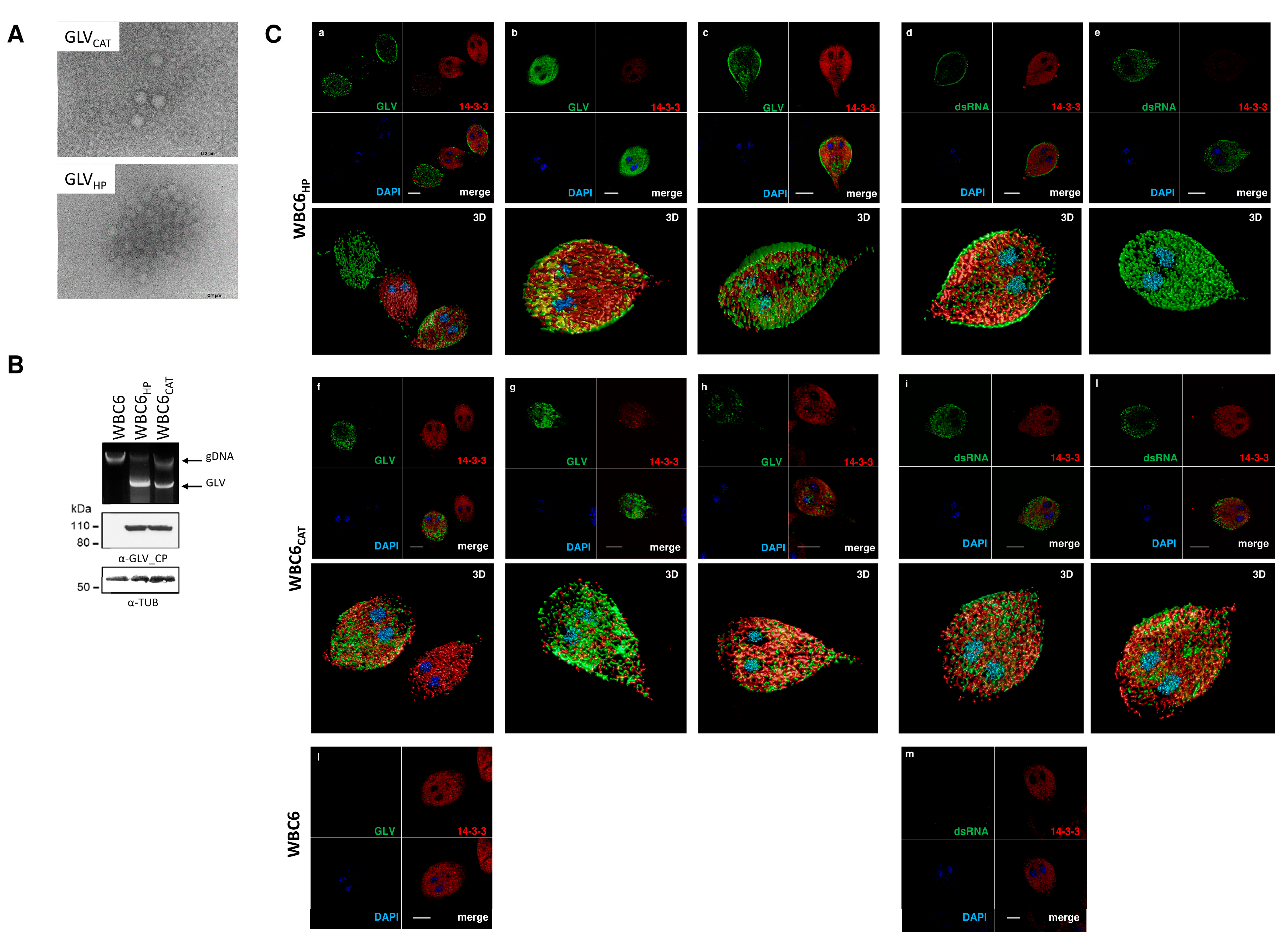 Biomedicines 09 00654 g005