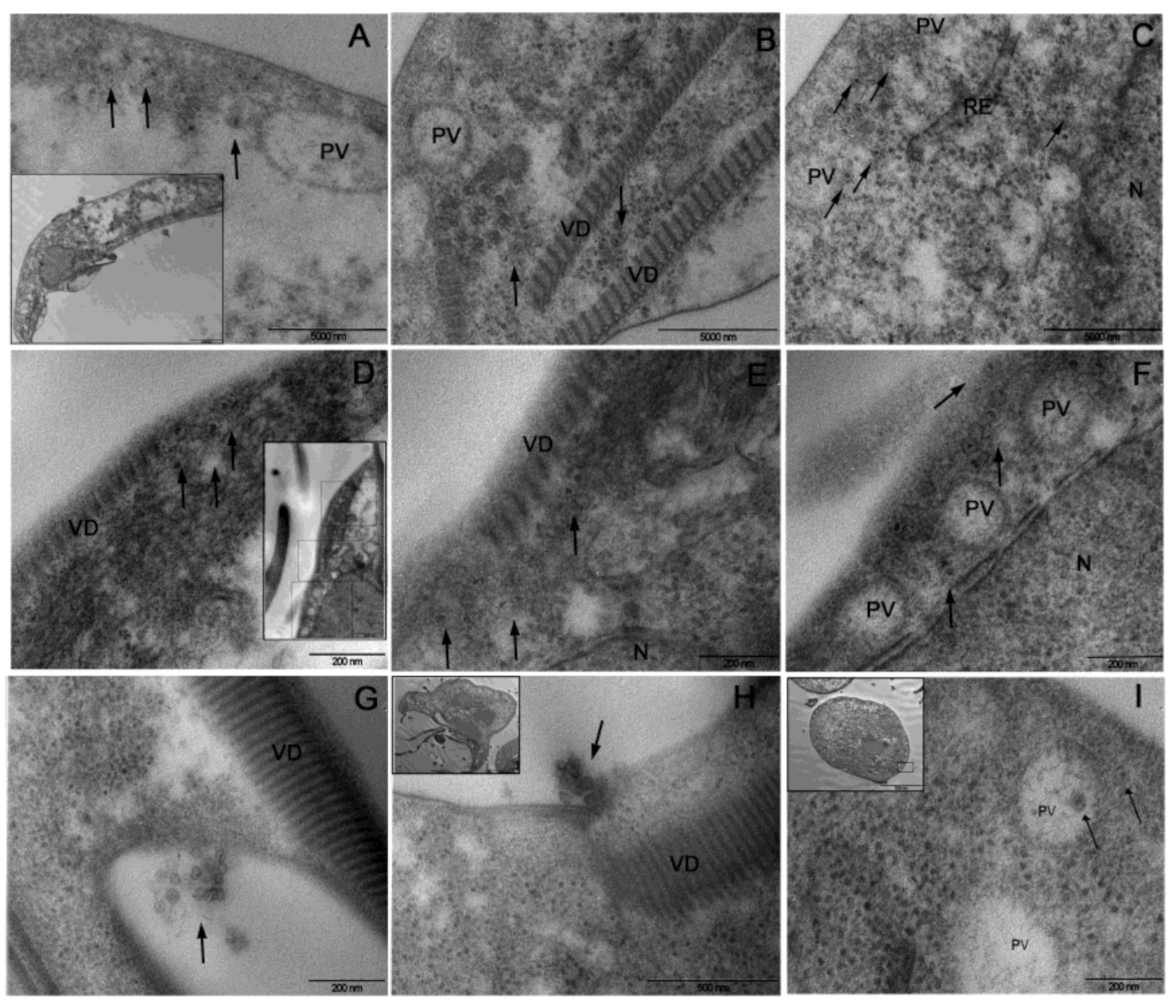 Biomedicines 09 00654 g006