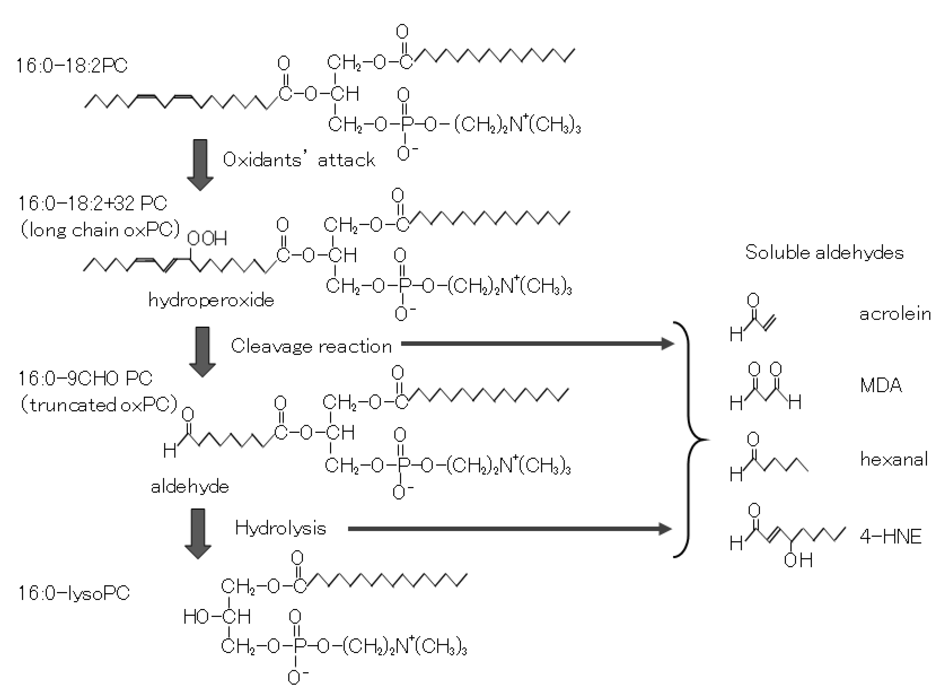 Biomedicines 09 00655 g002 Biomedicines 09 00655 g002
