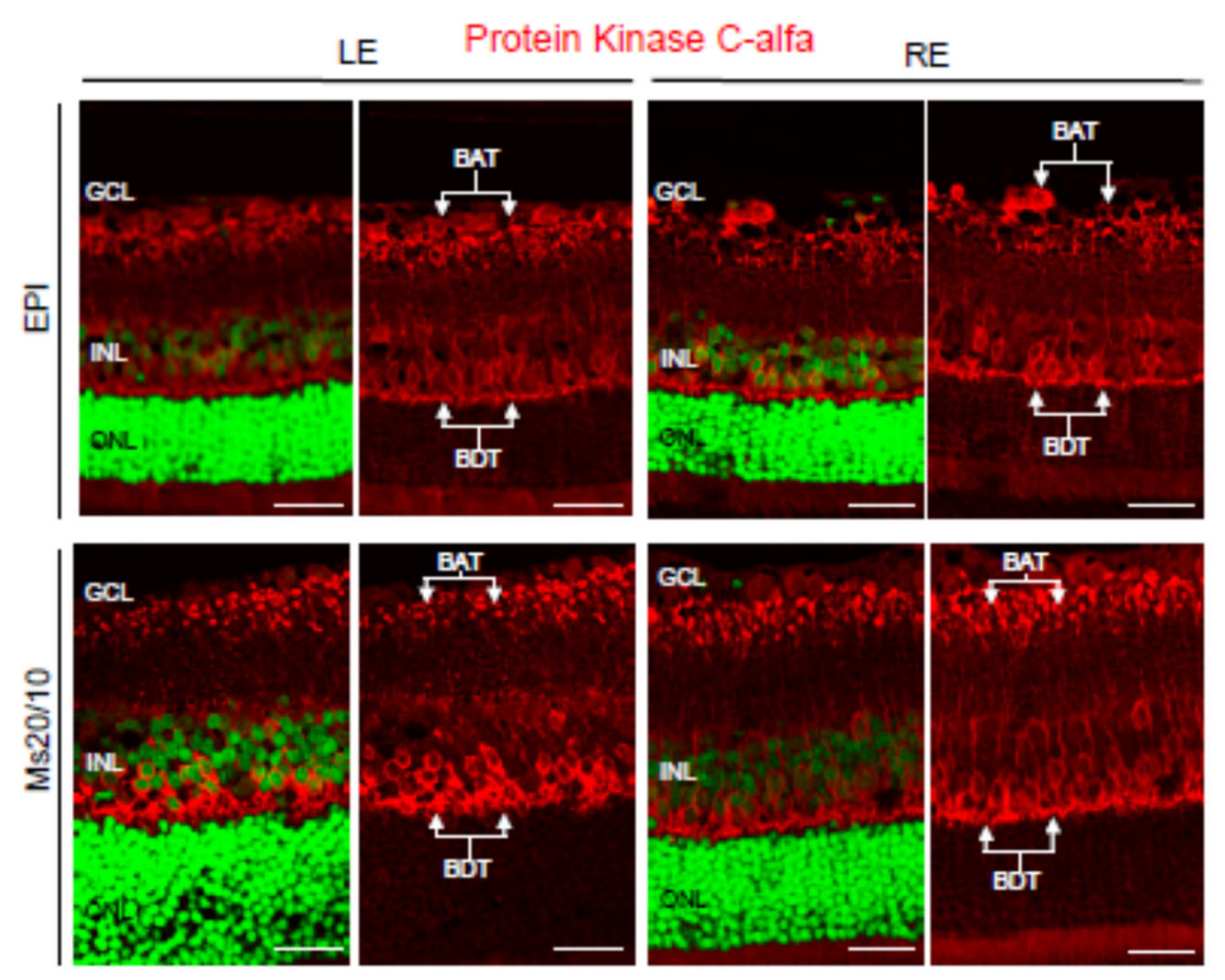 Biomedicines 09 00682 g011 Biomedicines 09 00682 g011