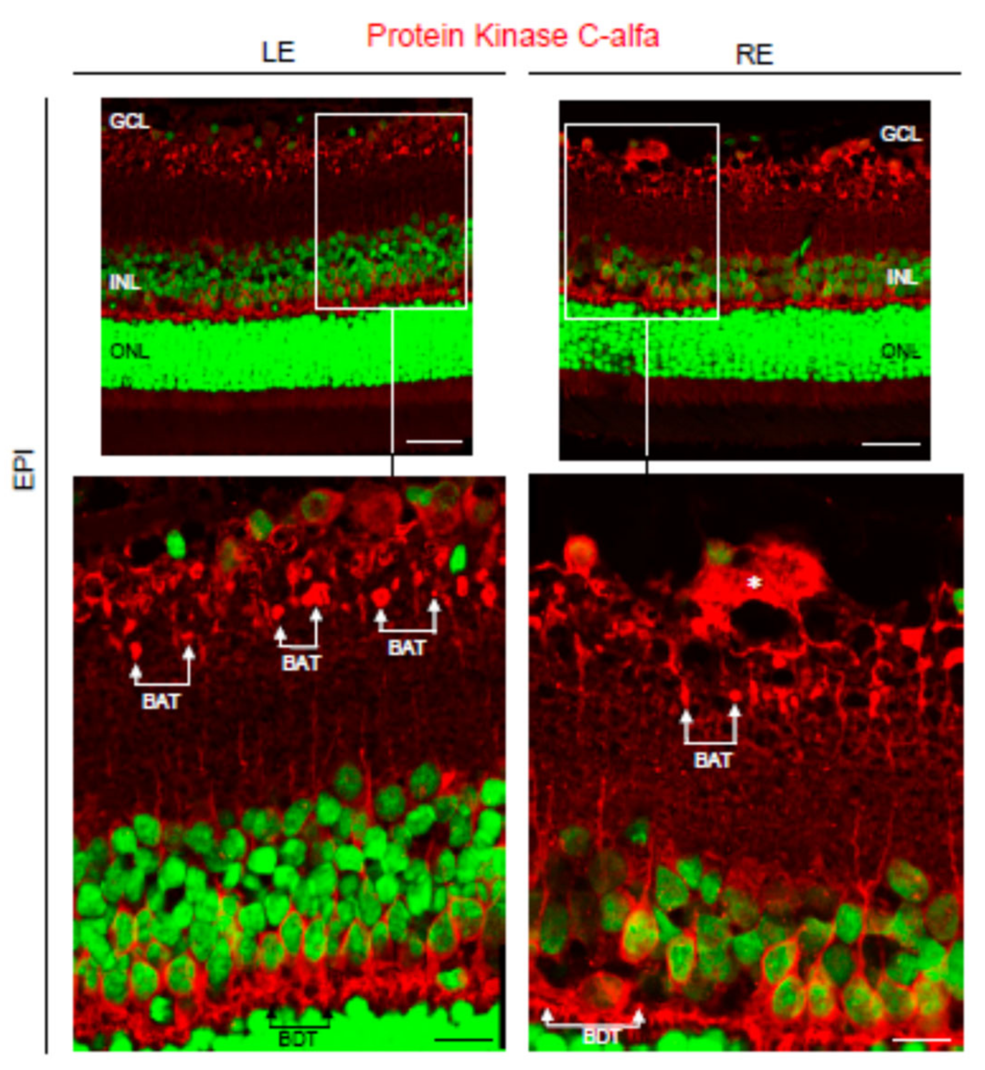 Biomedicines 09 00682 g012 Biomedicines 09 00682 g012