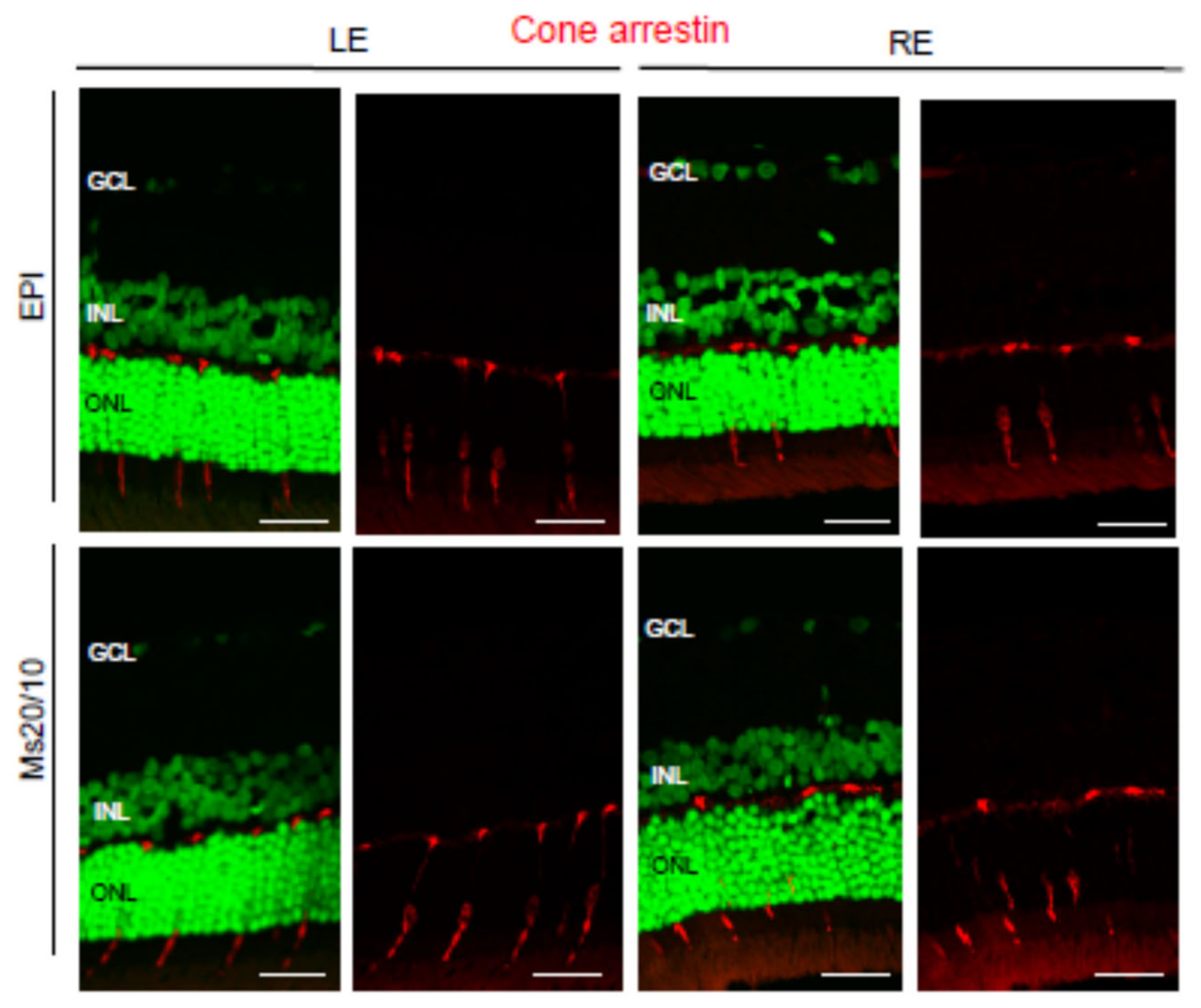 Biomedicines 09 00682 g013 Biomedicines 09 00682 g013