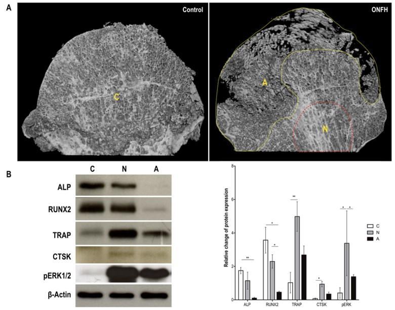 Biomedicines 09 00685 g007 Biomedicines 09 00685 g007