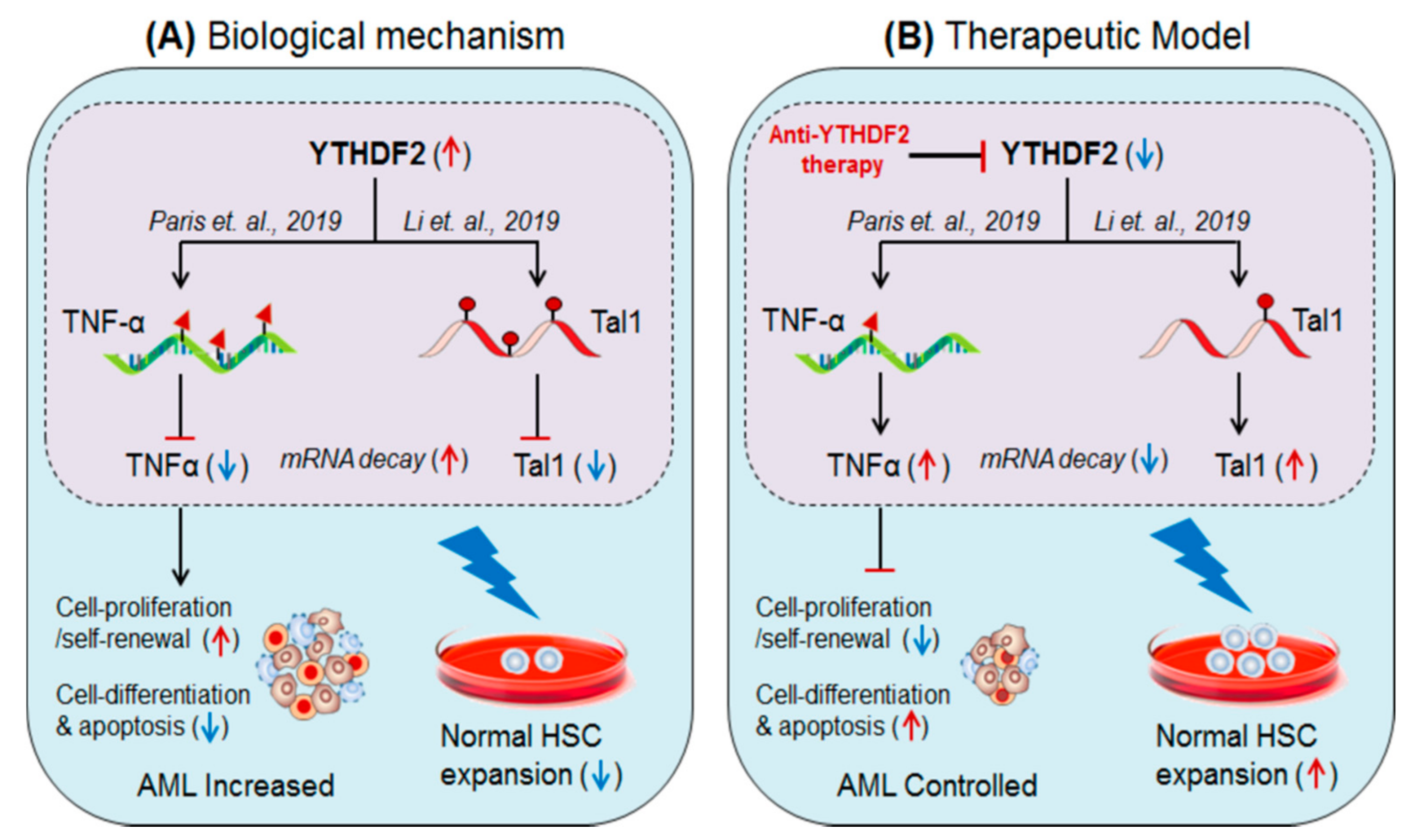 Biomedicines Free Full Text Immunotherapeutic Potential Of M6a Modifiers And Micrornas In Controlling Acute Myeloid Leukaemia Html