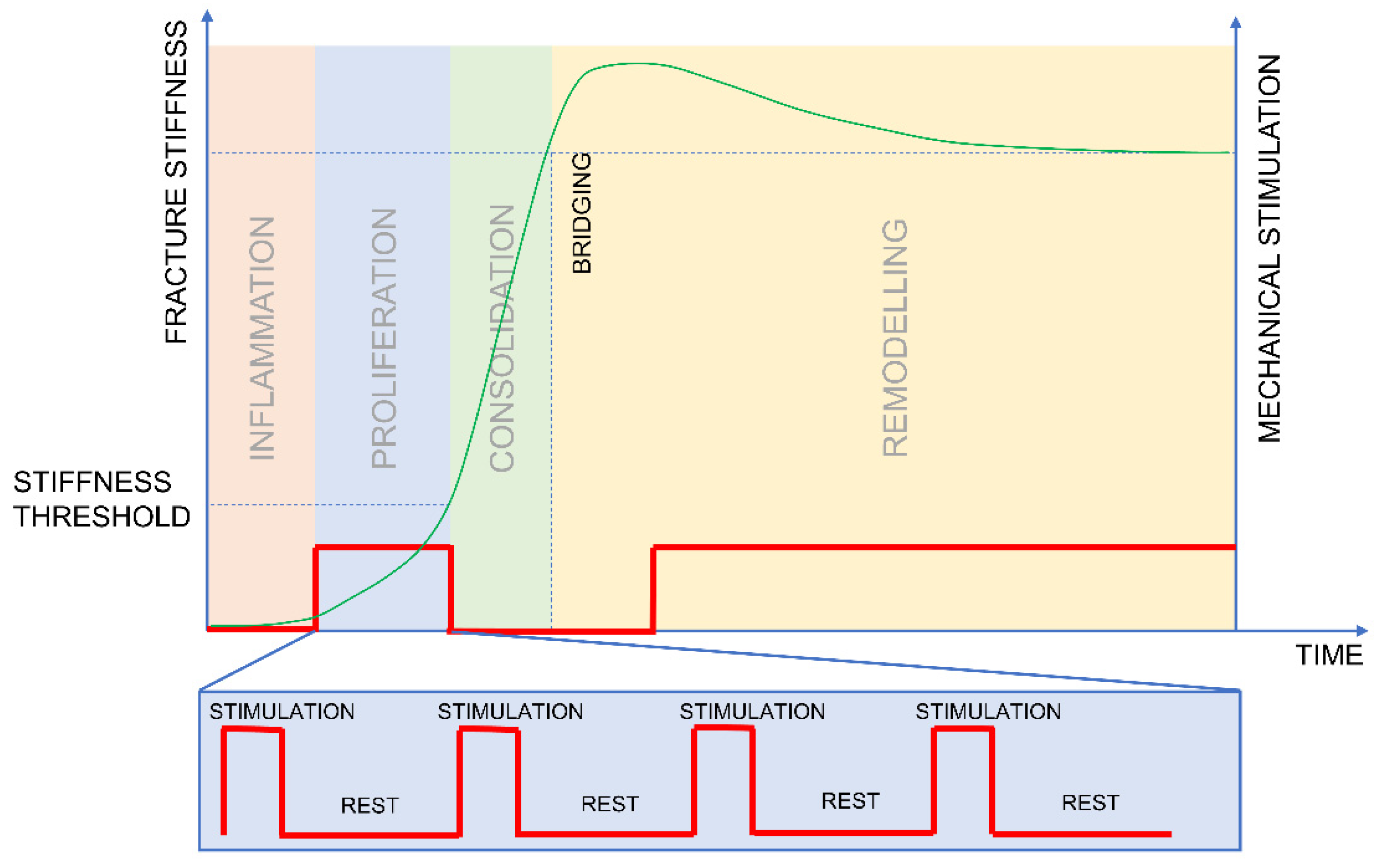 Biomedicines 09 00691 g004