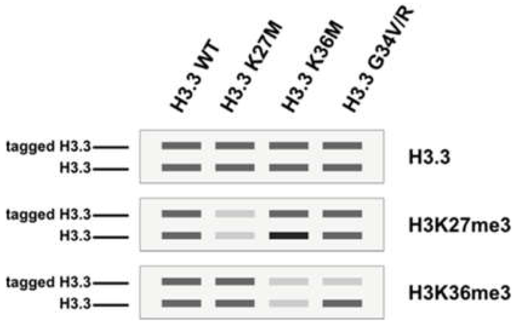 Biomedicines 09 00694 g002