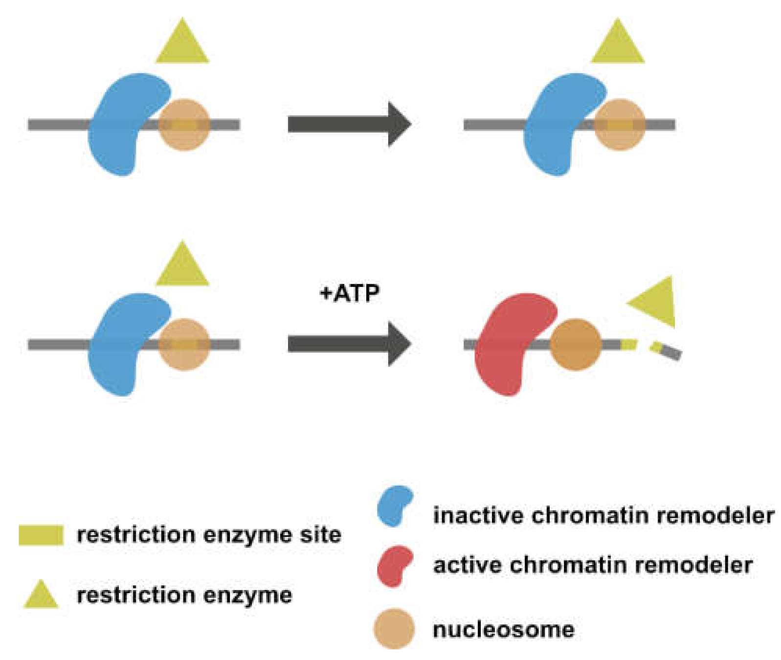 Biomedicines 09 00694 g004