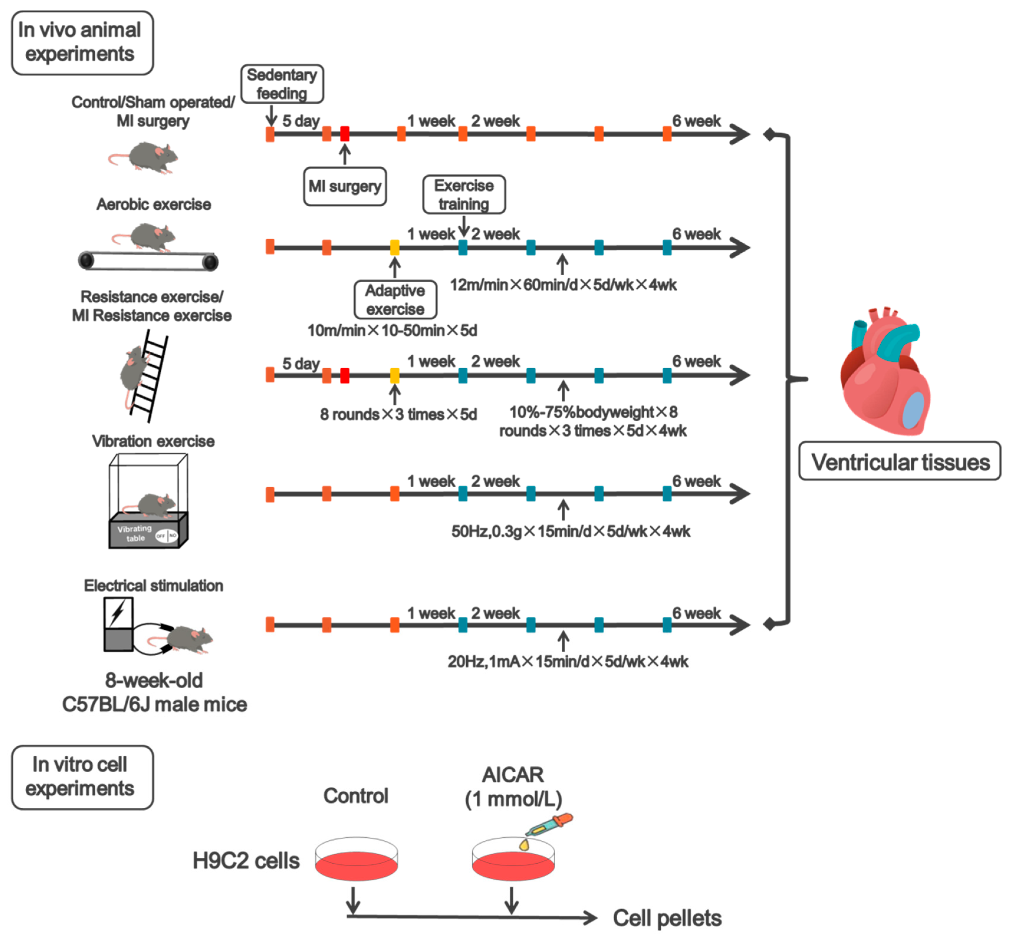Biomedicines 09 00701 g001 550