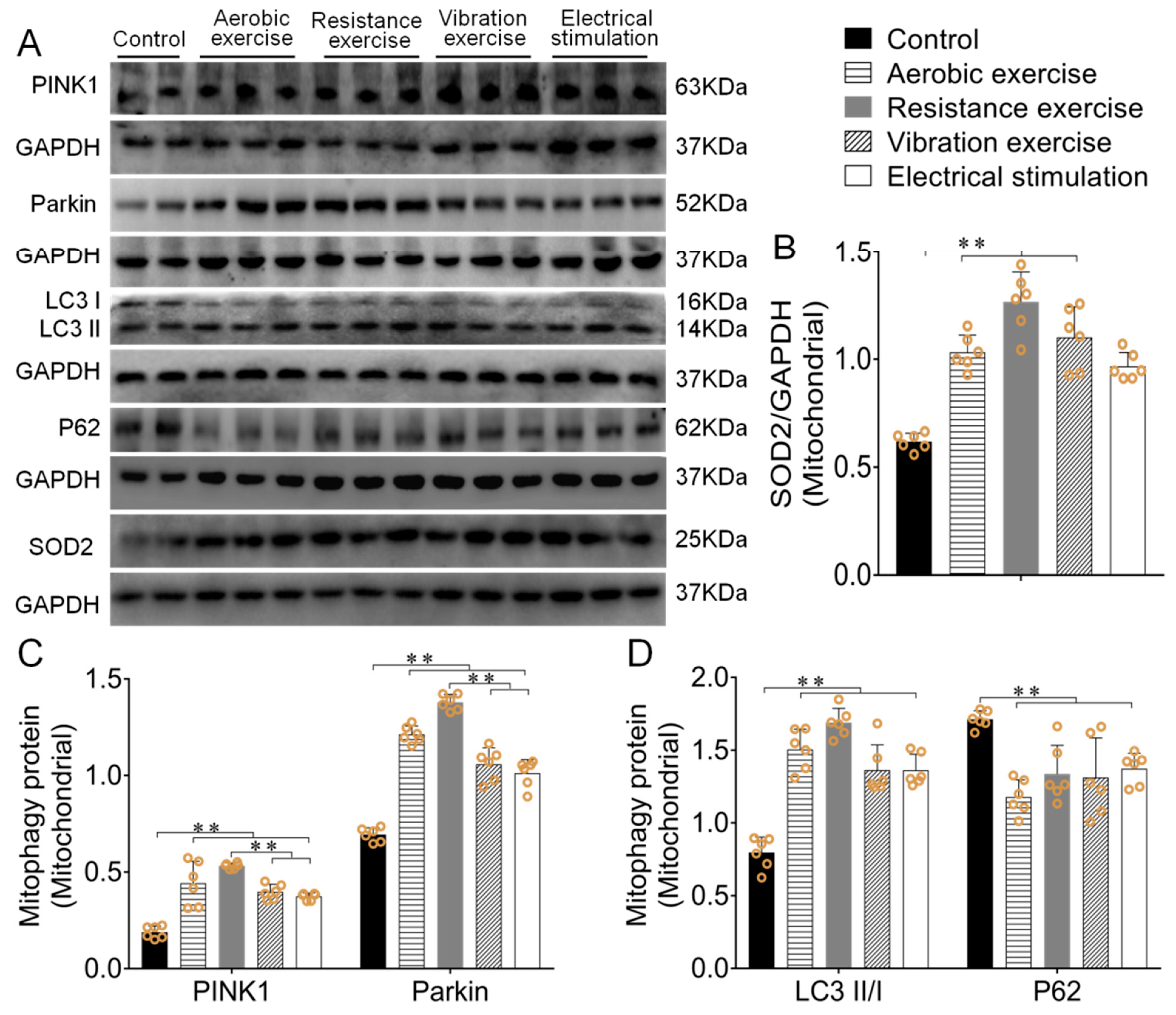 Biomedicines 09 00701 g004 550