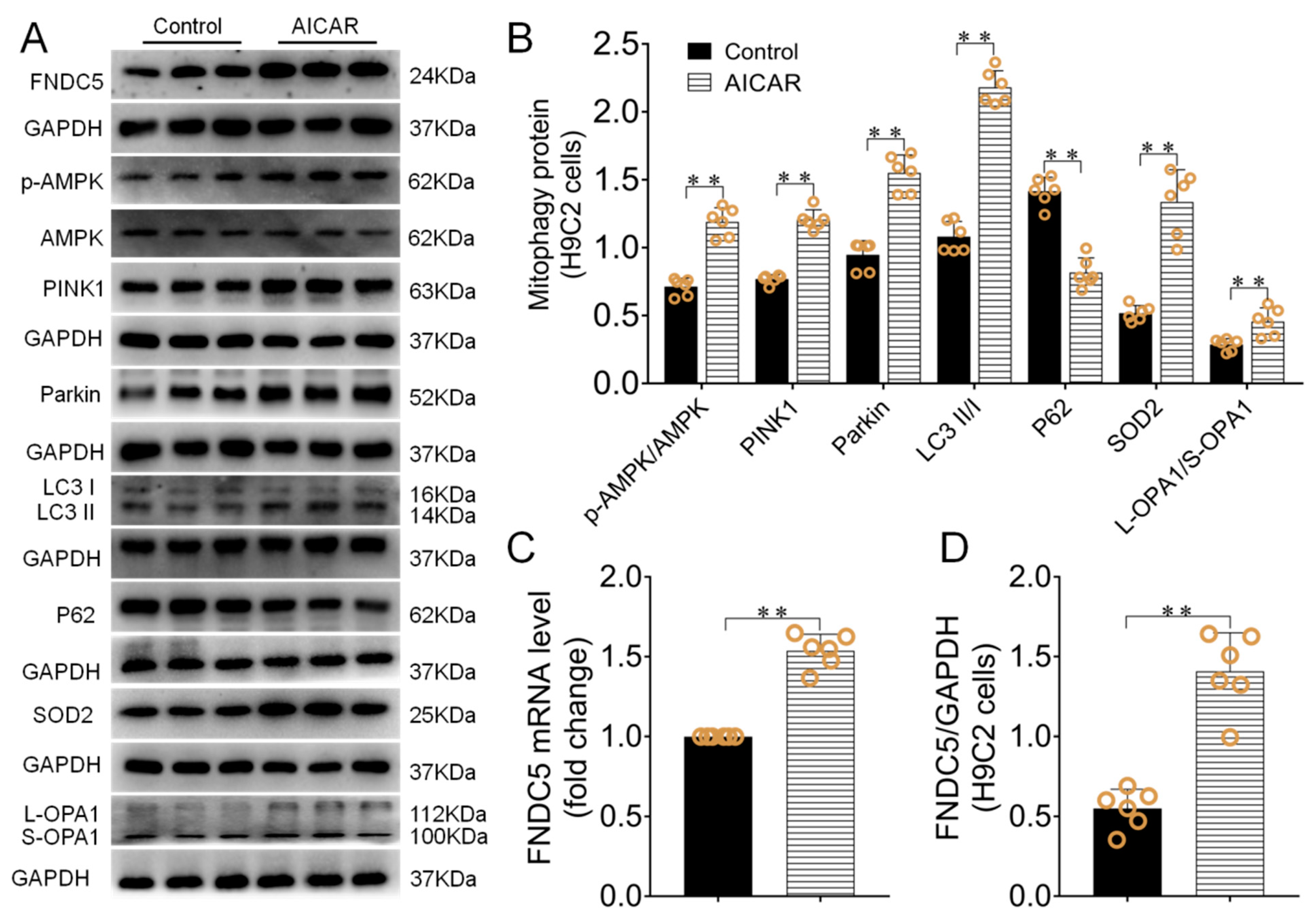Biomedicines 09 00701 g006 550