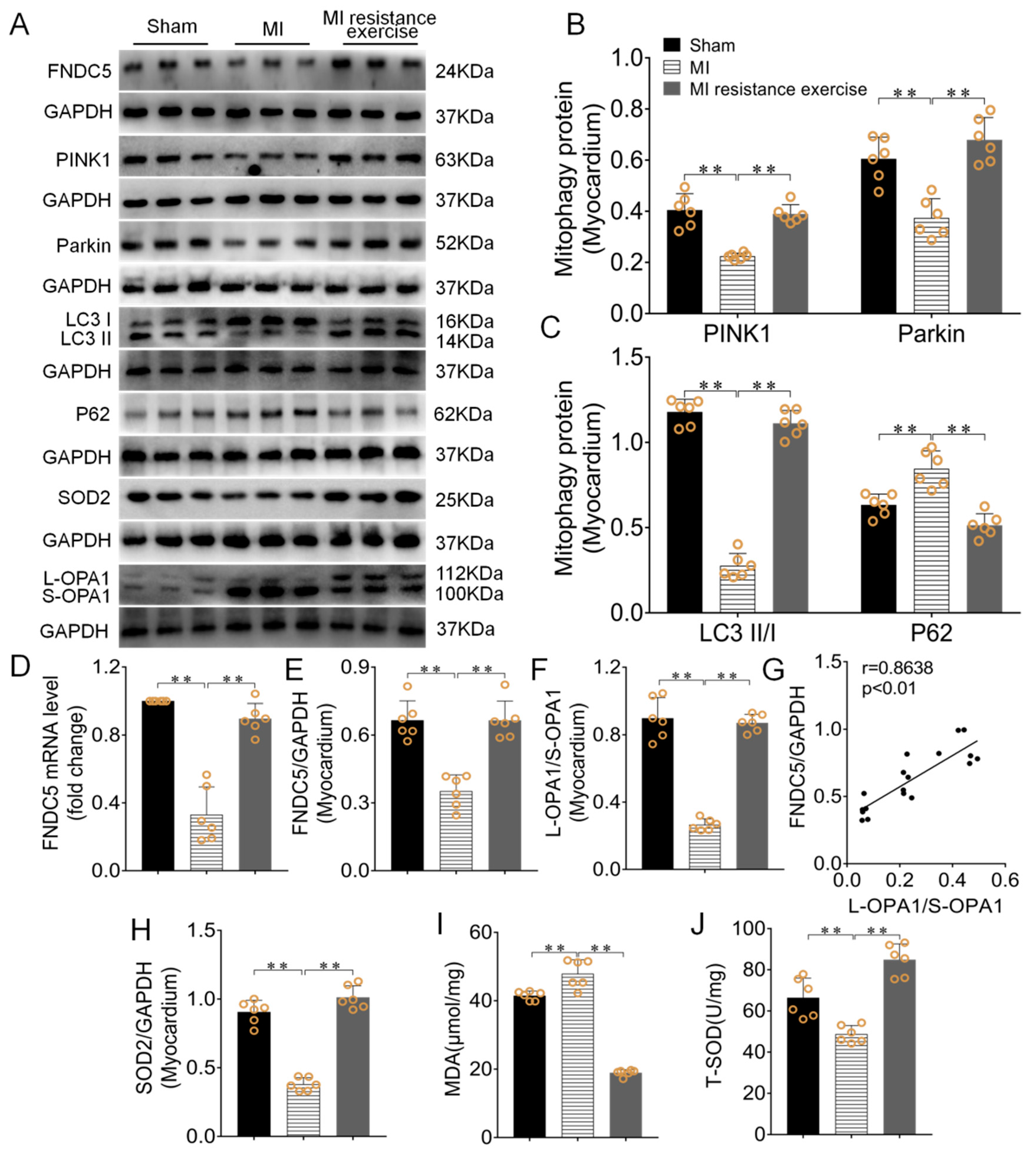 Biomedicines 09 00701 g007 550