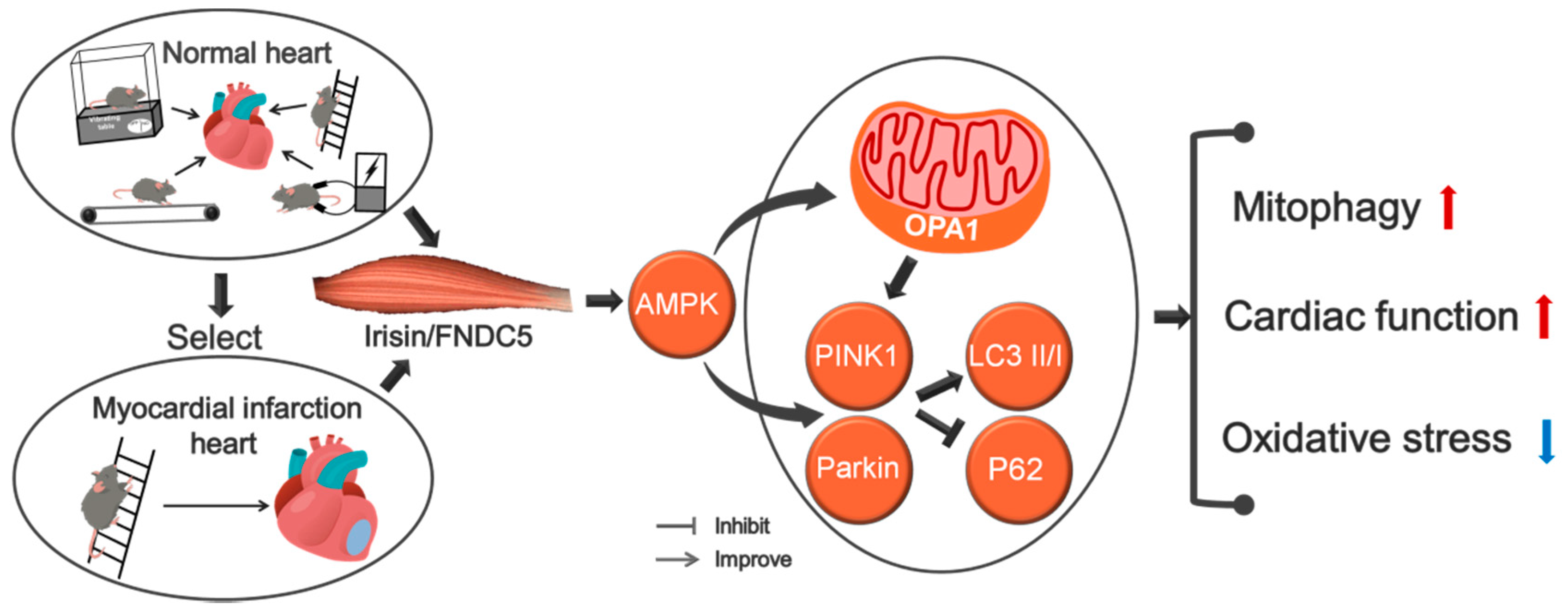 Biomedicines 09 00701 g009 550