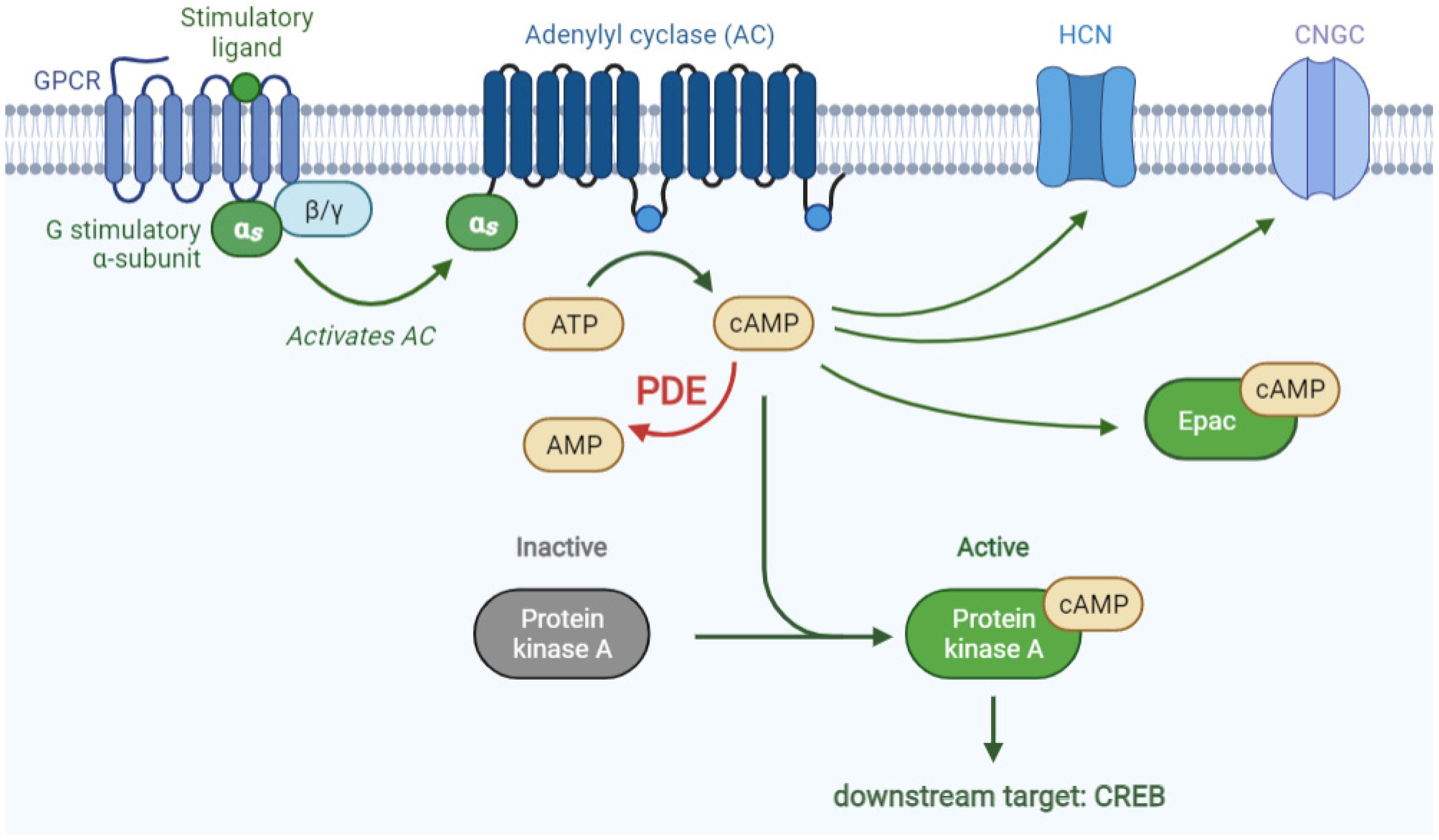 Biomedicines 09 00703 g003 Biomedicines 09 00703 g003
