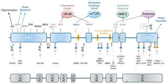 The Pathways Underlying the Multiple Roles of p62 in