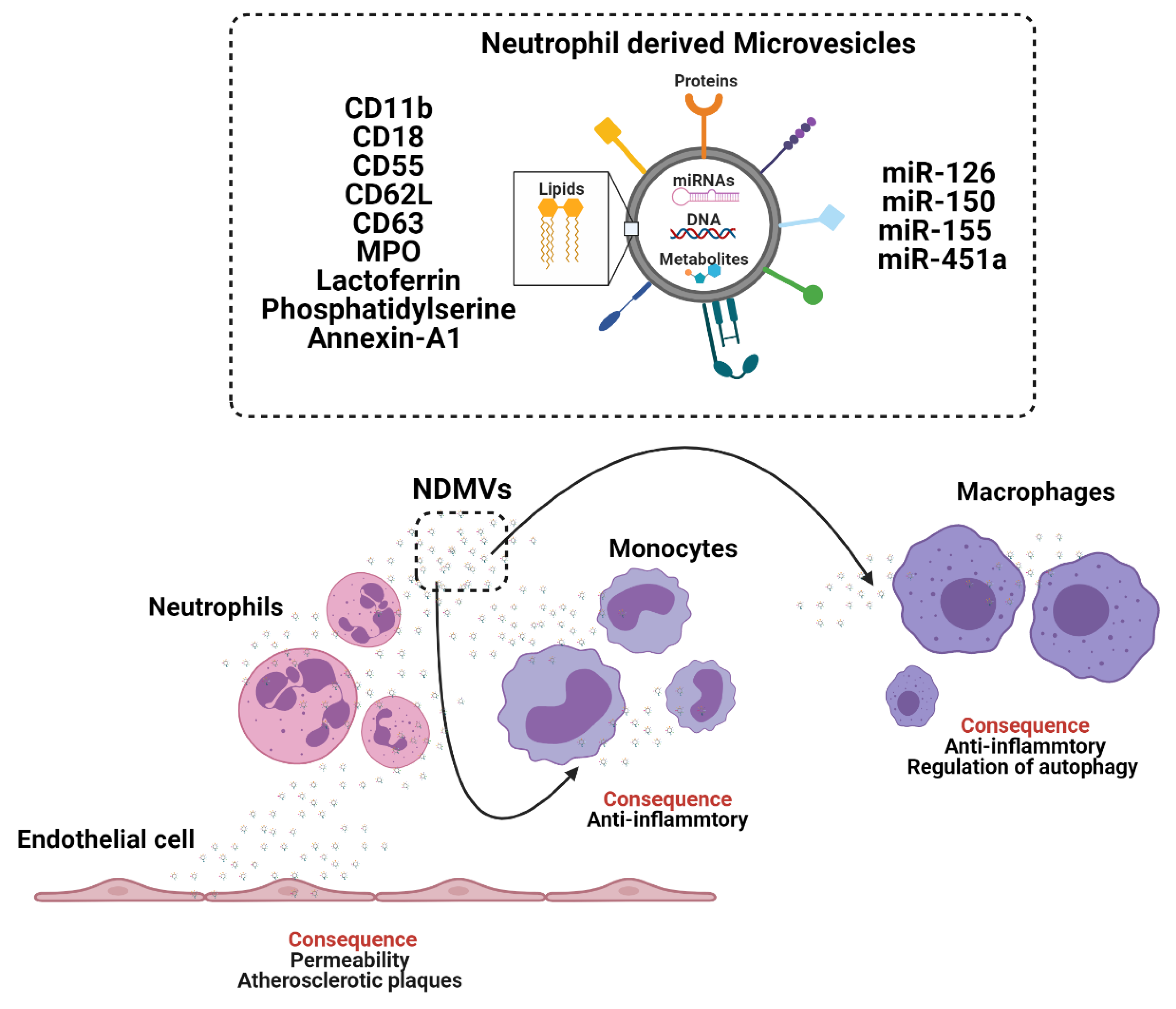 Biomedicines 09 00713 g003 550