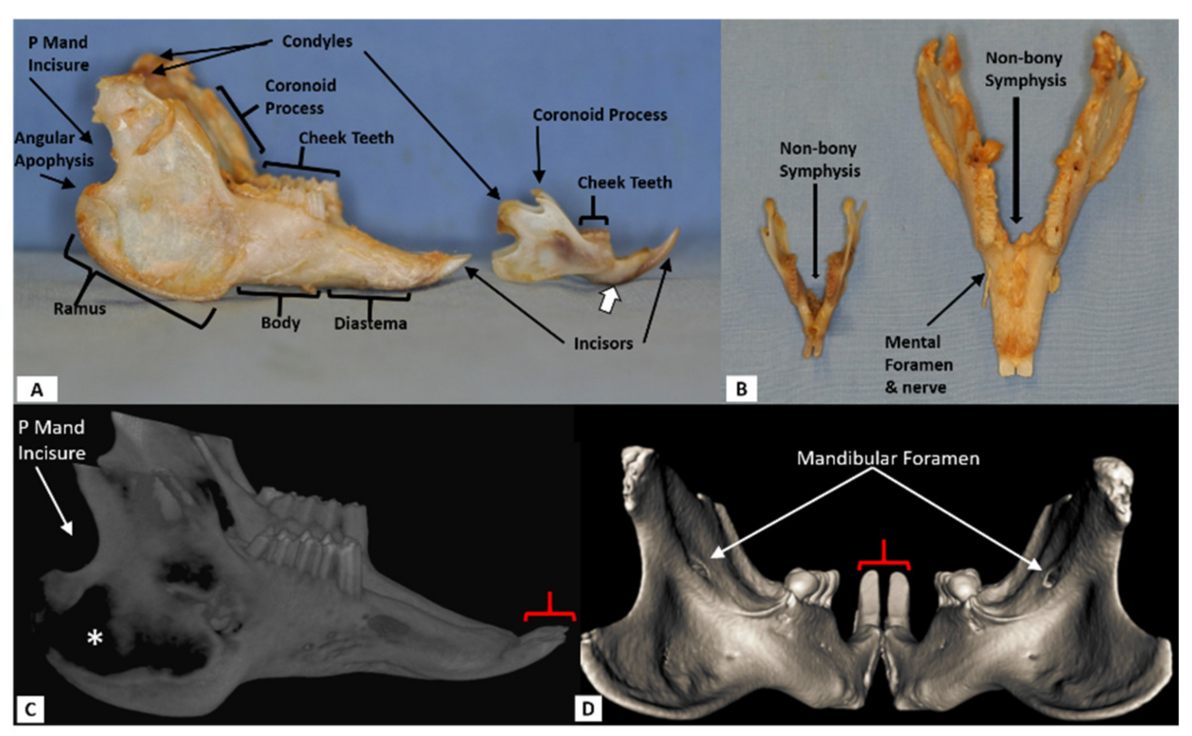 Biomedicines 09 00730 g001 Biomedicines 09 00730 g001