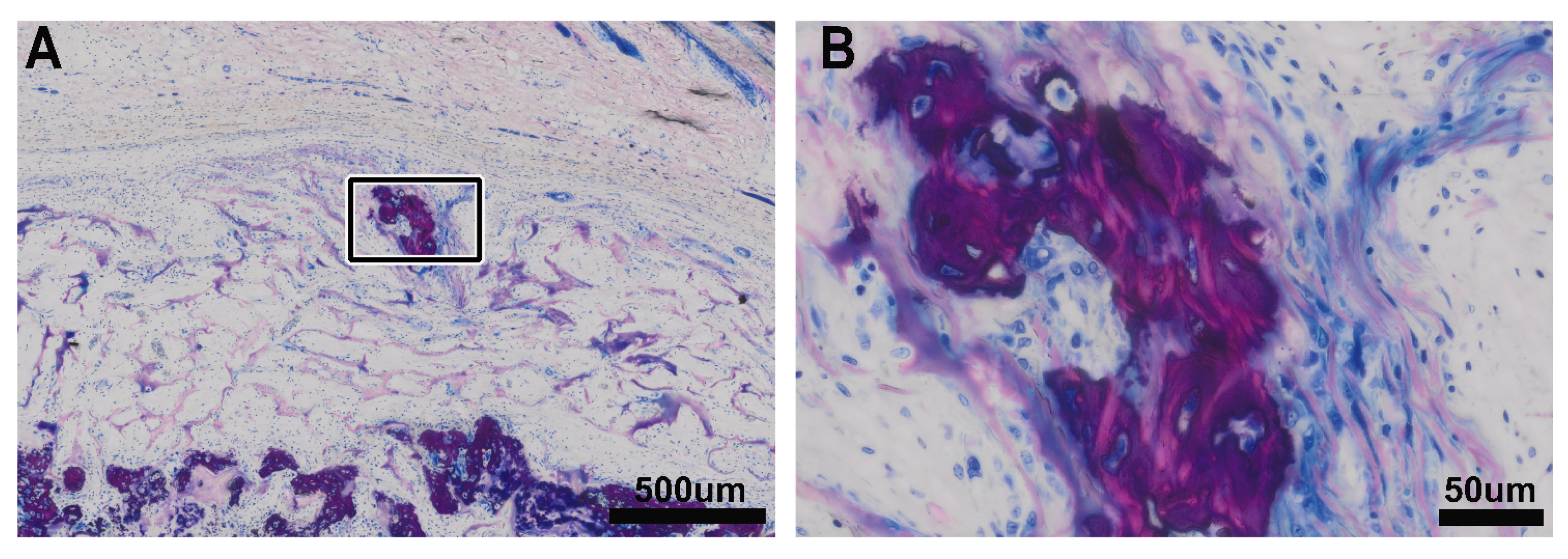 Biomedicines 09 00732 g003