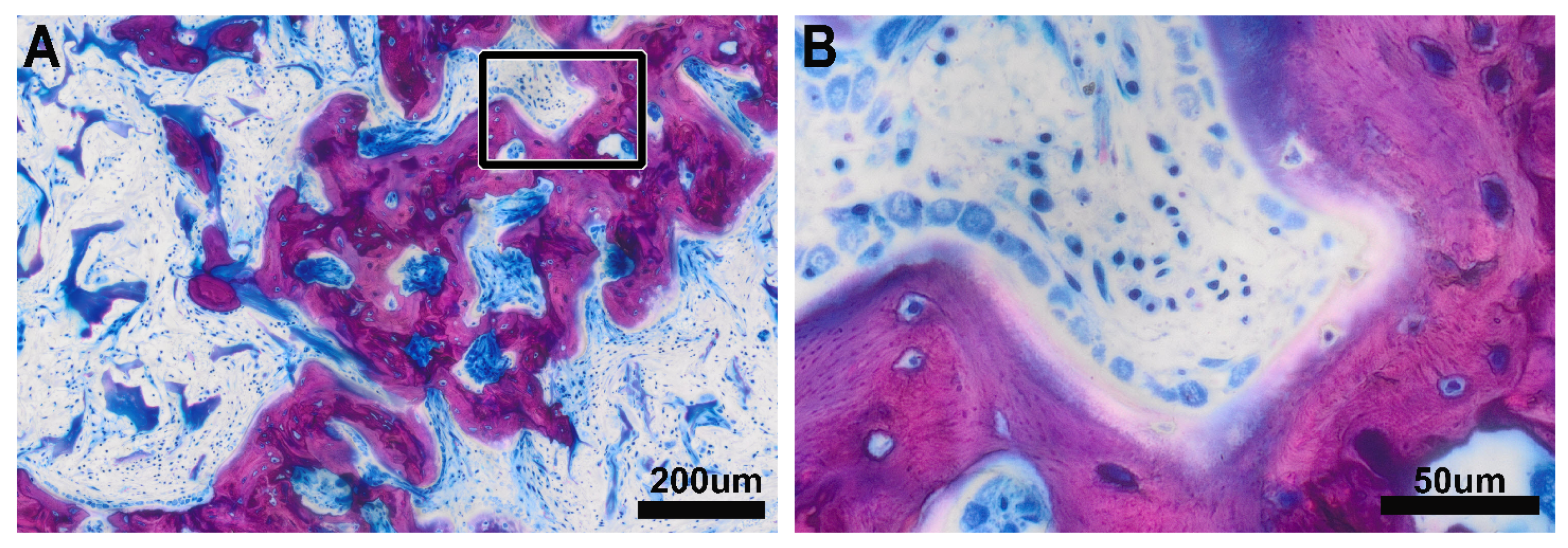 Biomedicines 09 00732 g004
