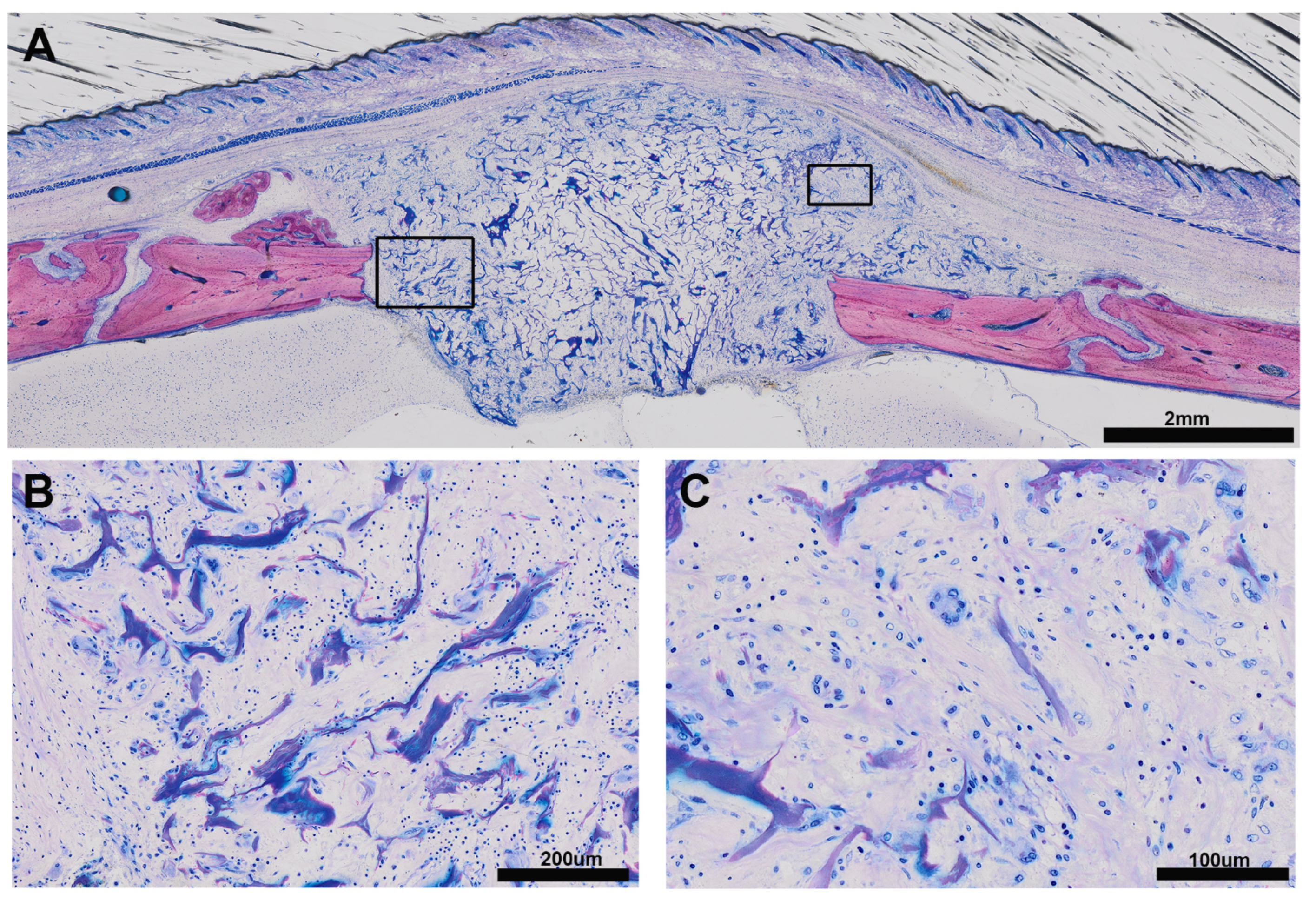 Biomedicines 09 00732 g005