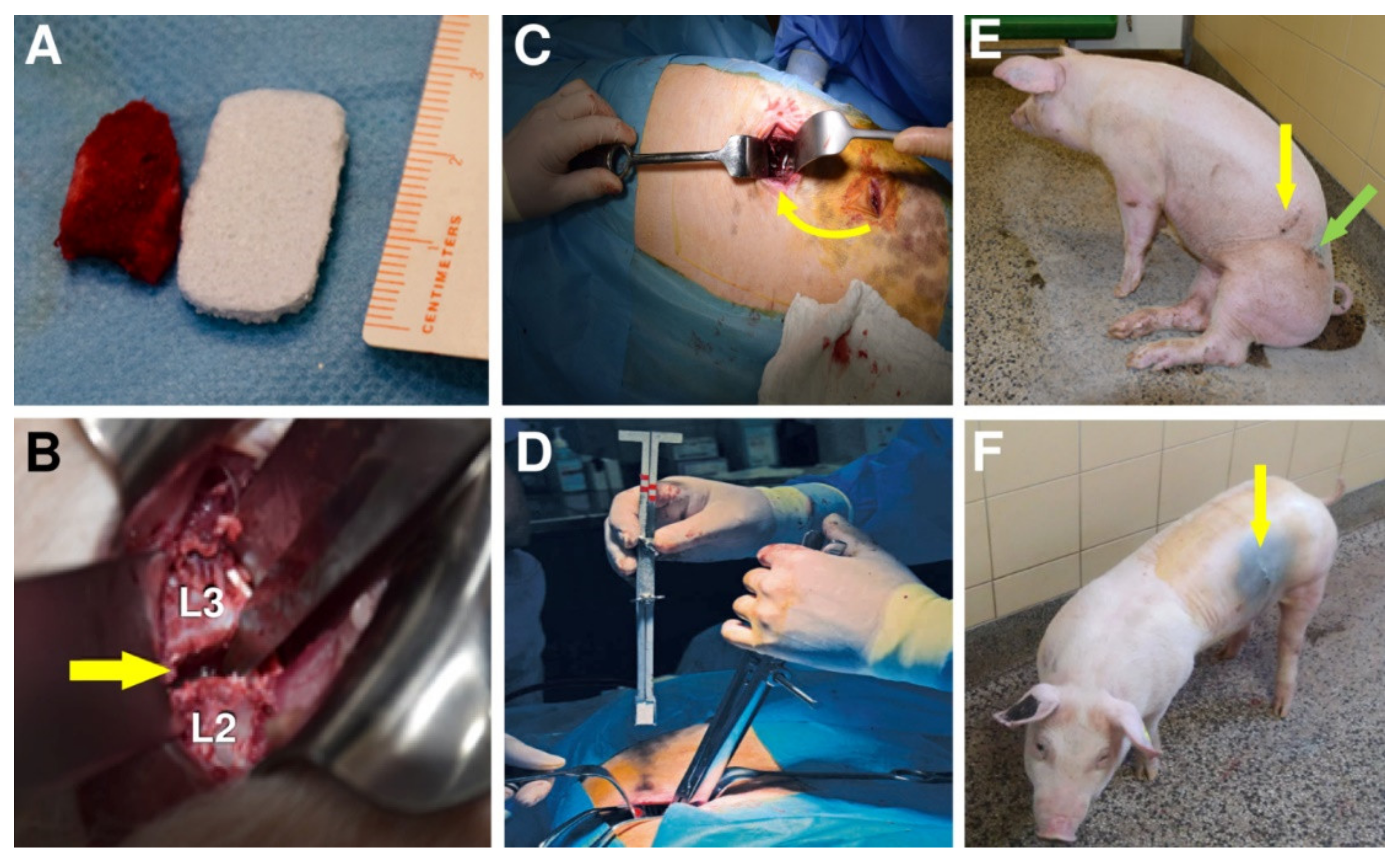 Biomedicines 09 00733 g005 Biomedicines 09 00733 g005