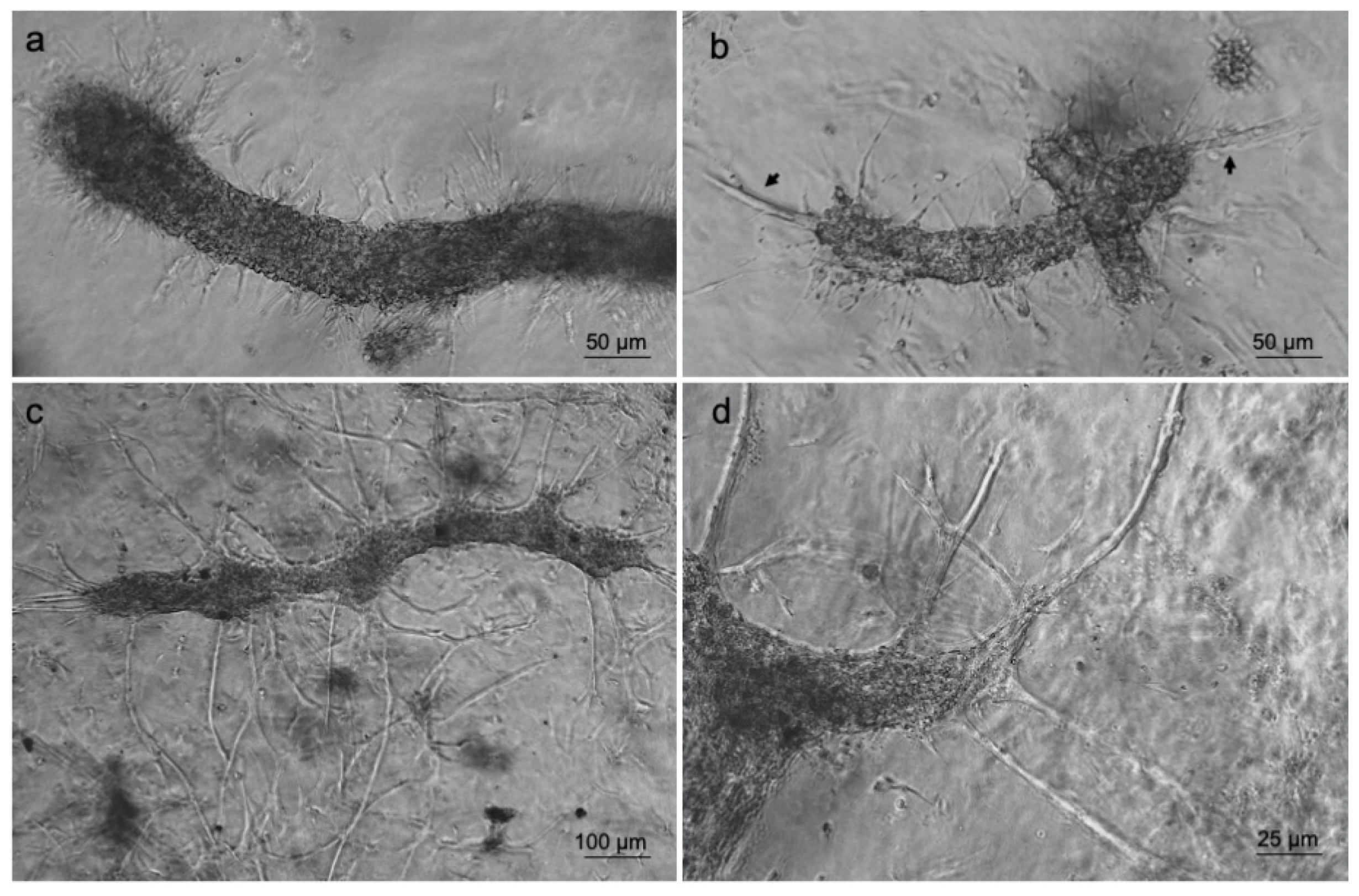 Biomedicines 09 00739 g004