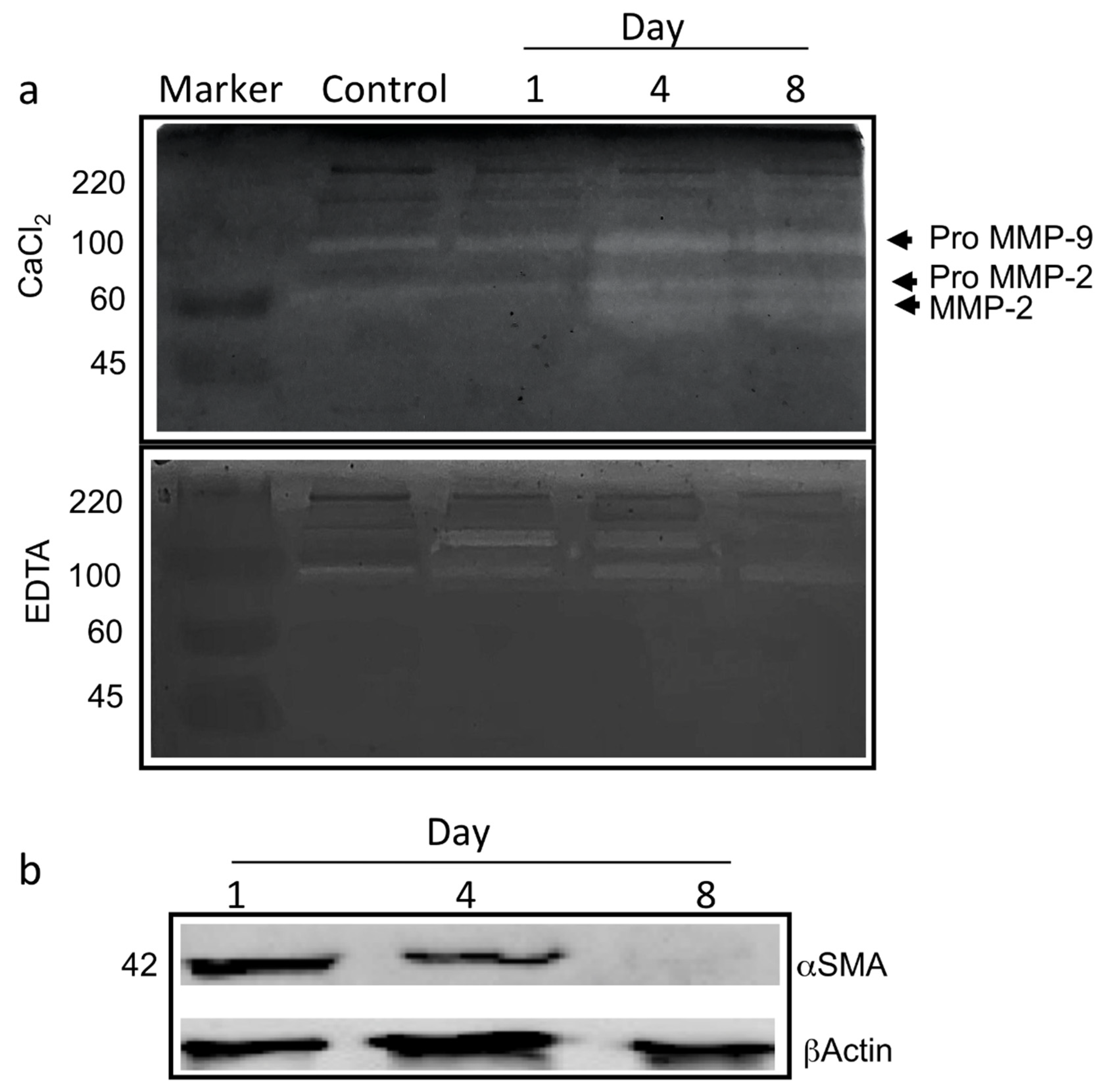 Biomedicines 09 00739 g005