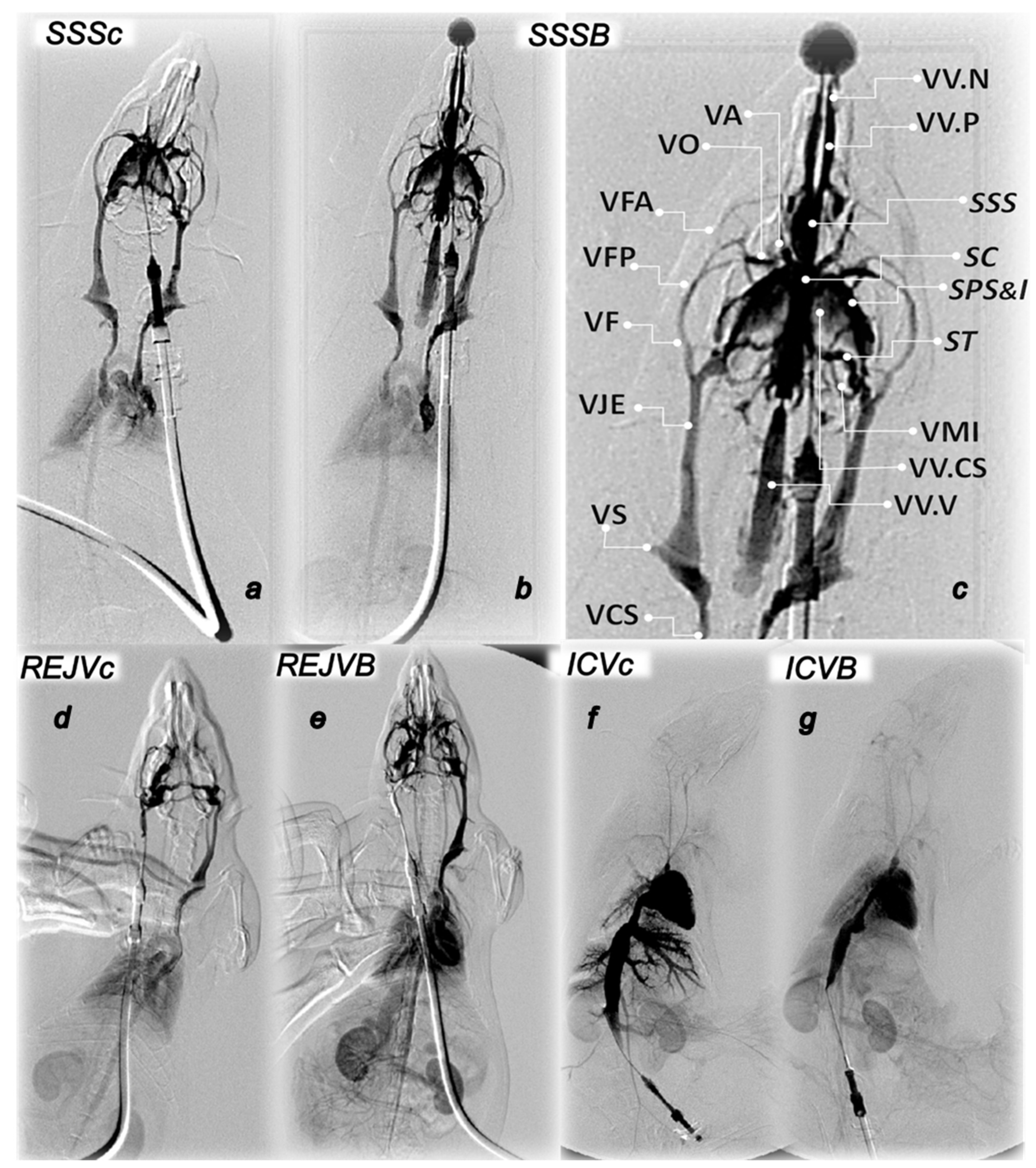 Biomedicines 09 00744 g007