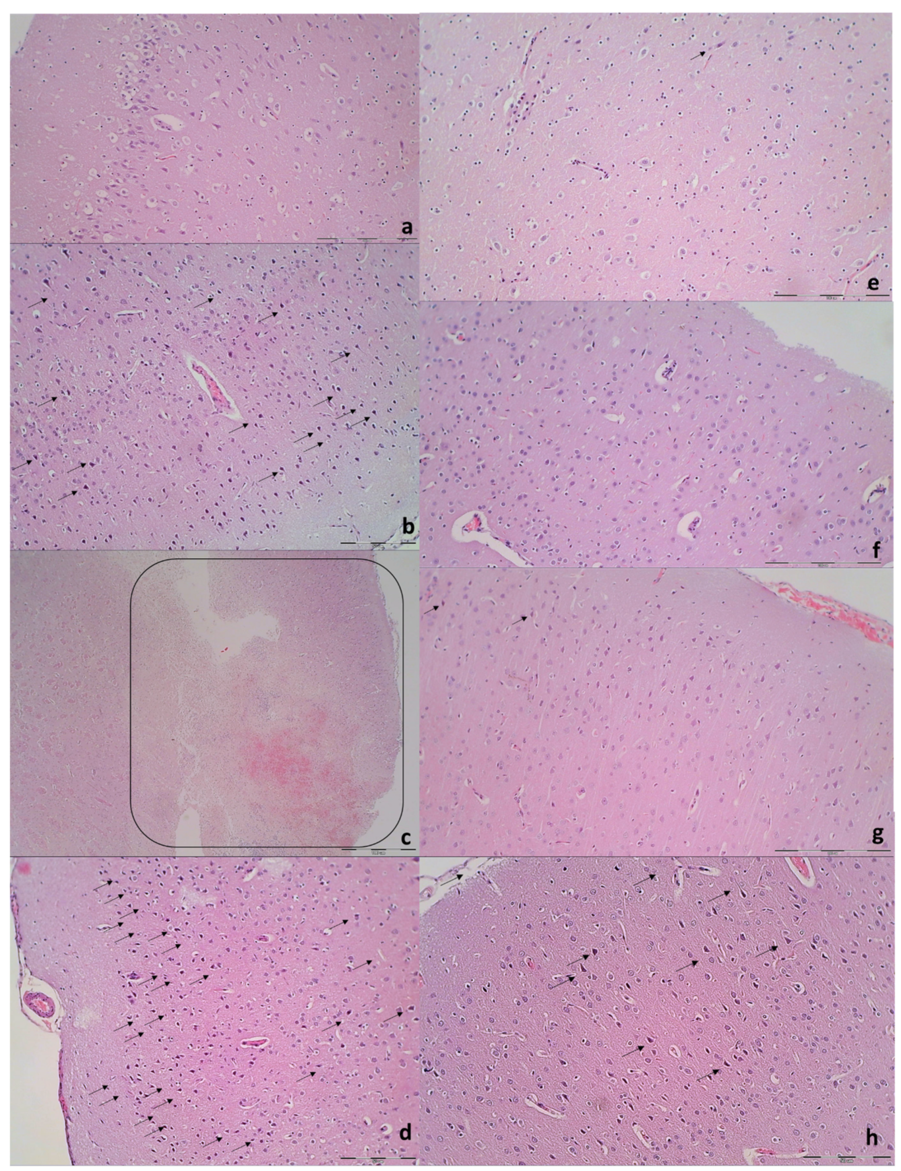 Biomedicines 09 00744 g011