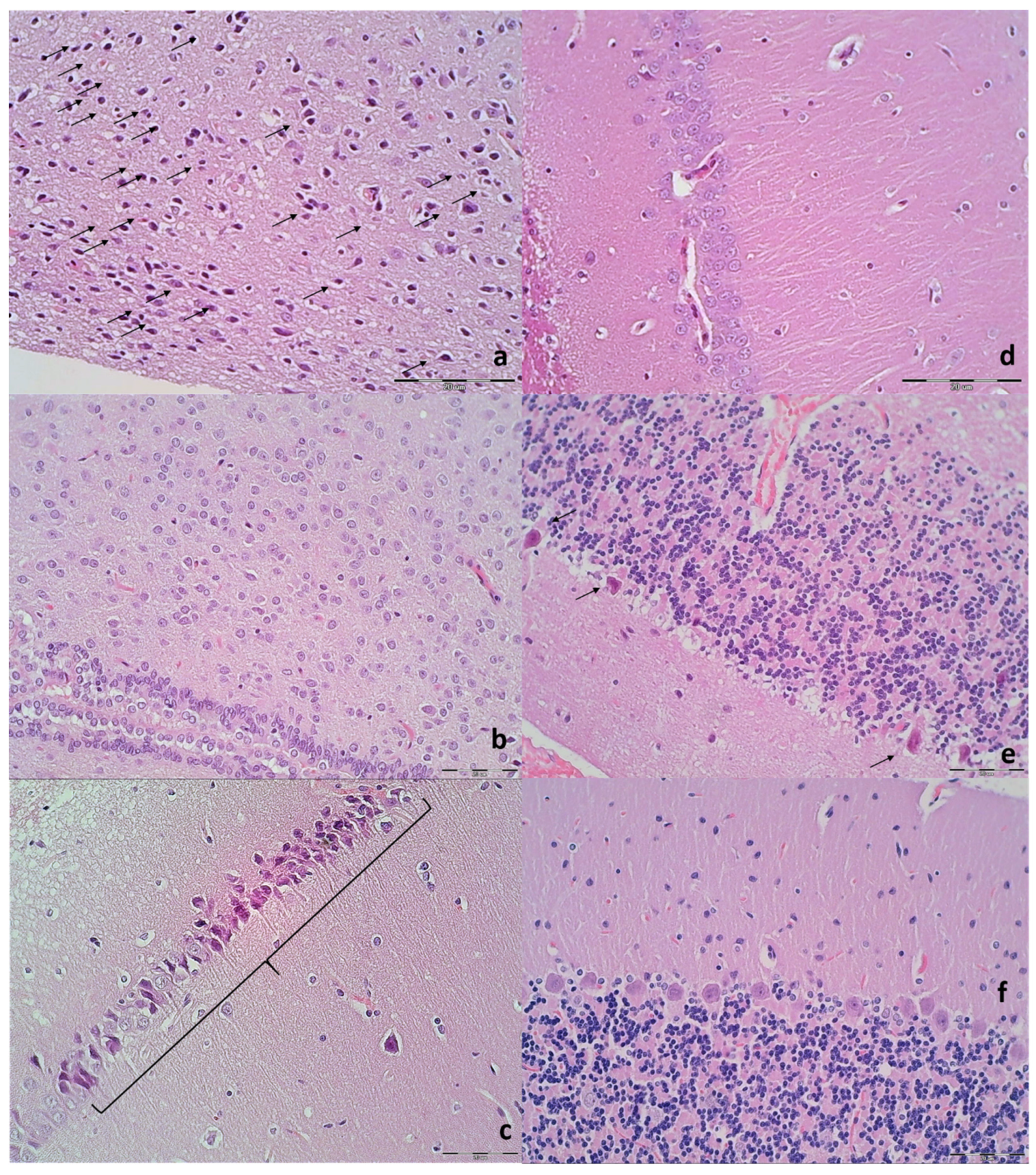 Biomedicines 09 00744 g012