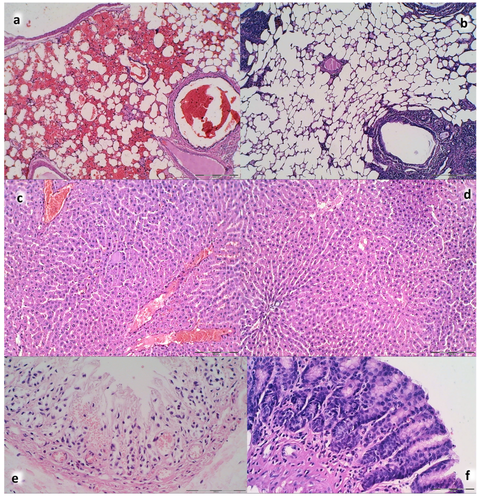 Biomedicines 09 00744 g015
