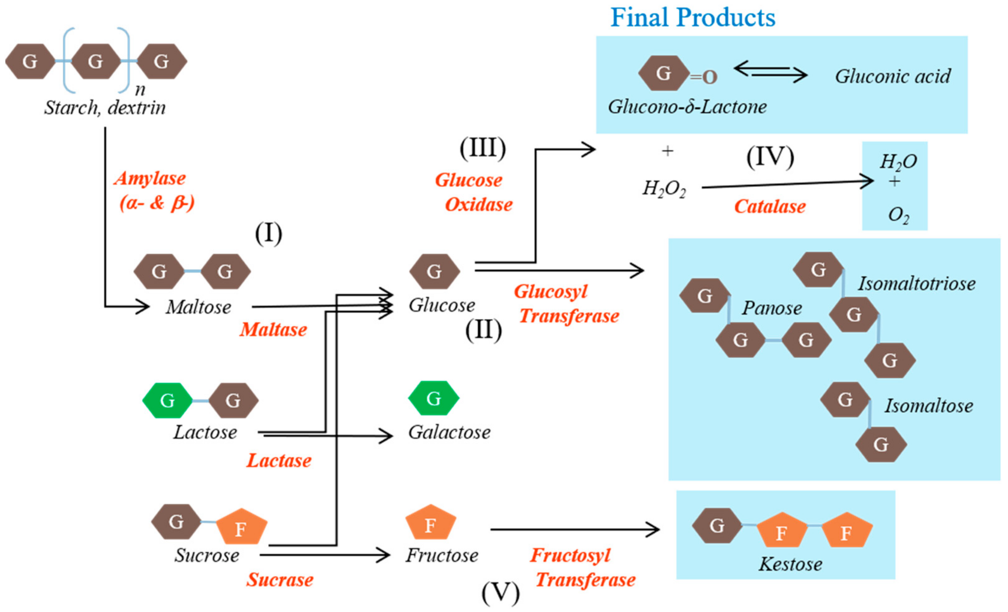 Biomedicines Free FullText Potential of an Enzyme Mixture of