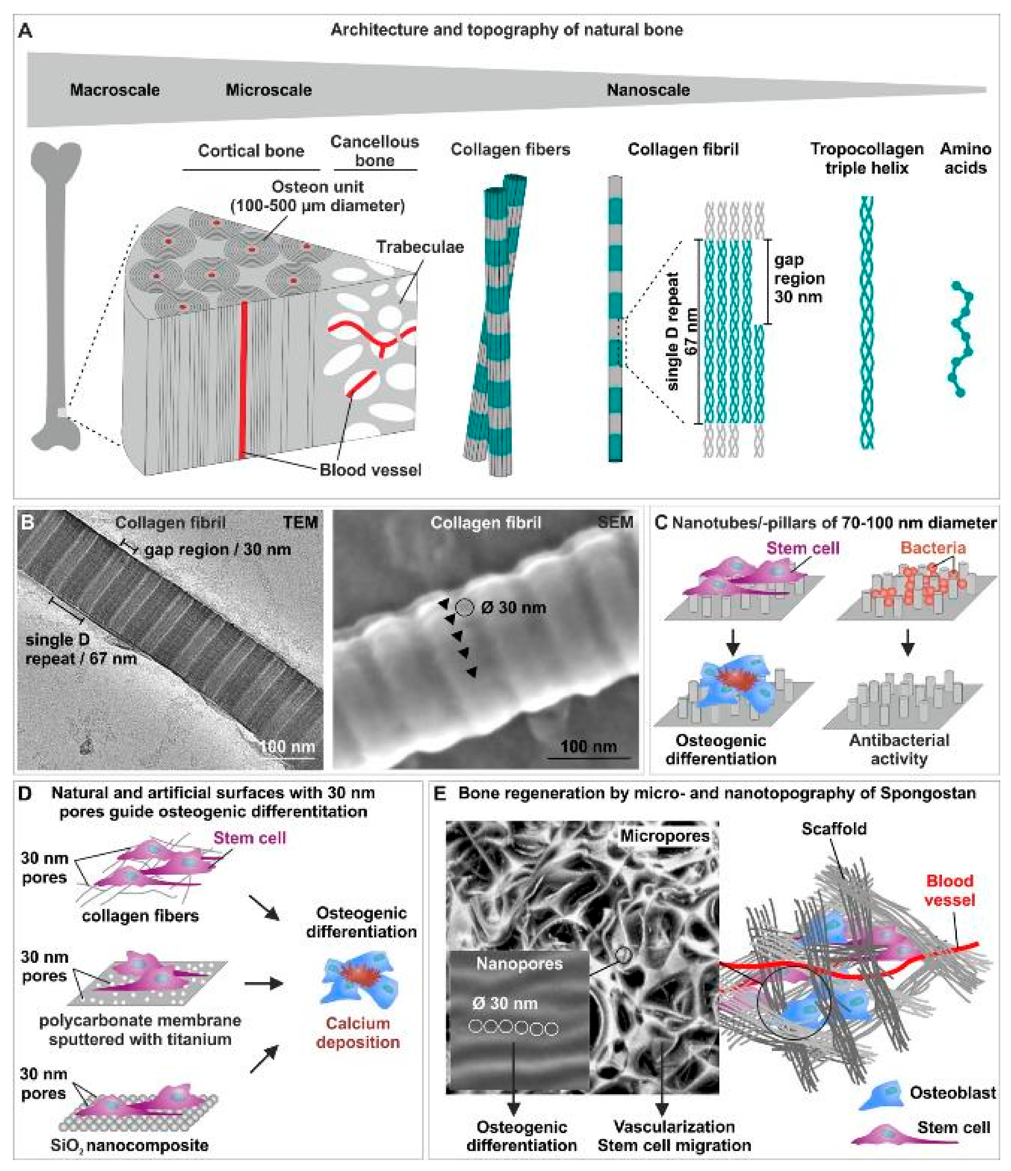 メディカルプレス Strategies to Improve Bone Healing: Innovative Surgical