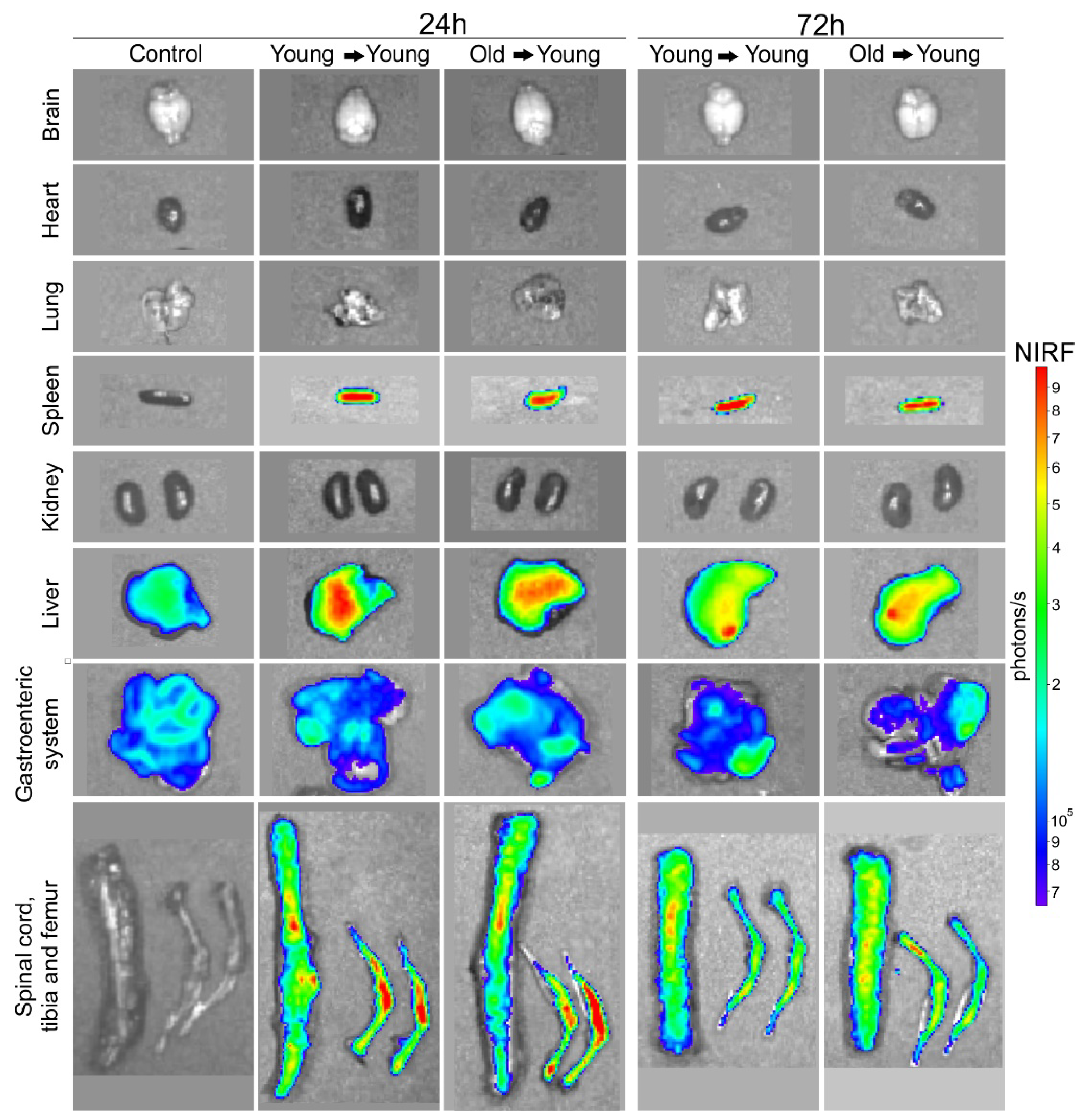 Biomedicines 09 00752 g008 Biomedicines 09 00752 g008