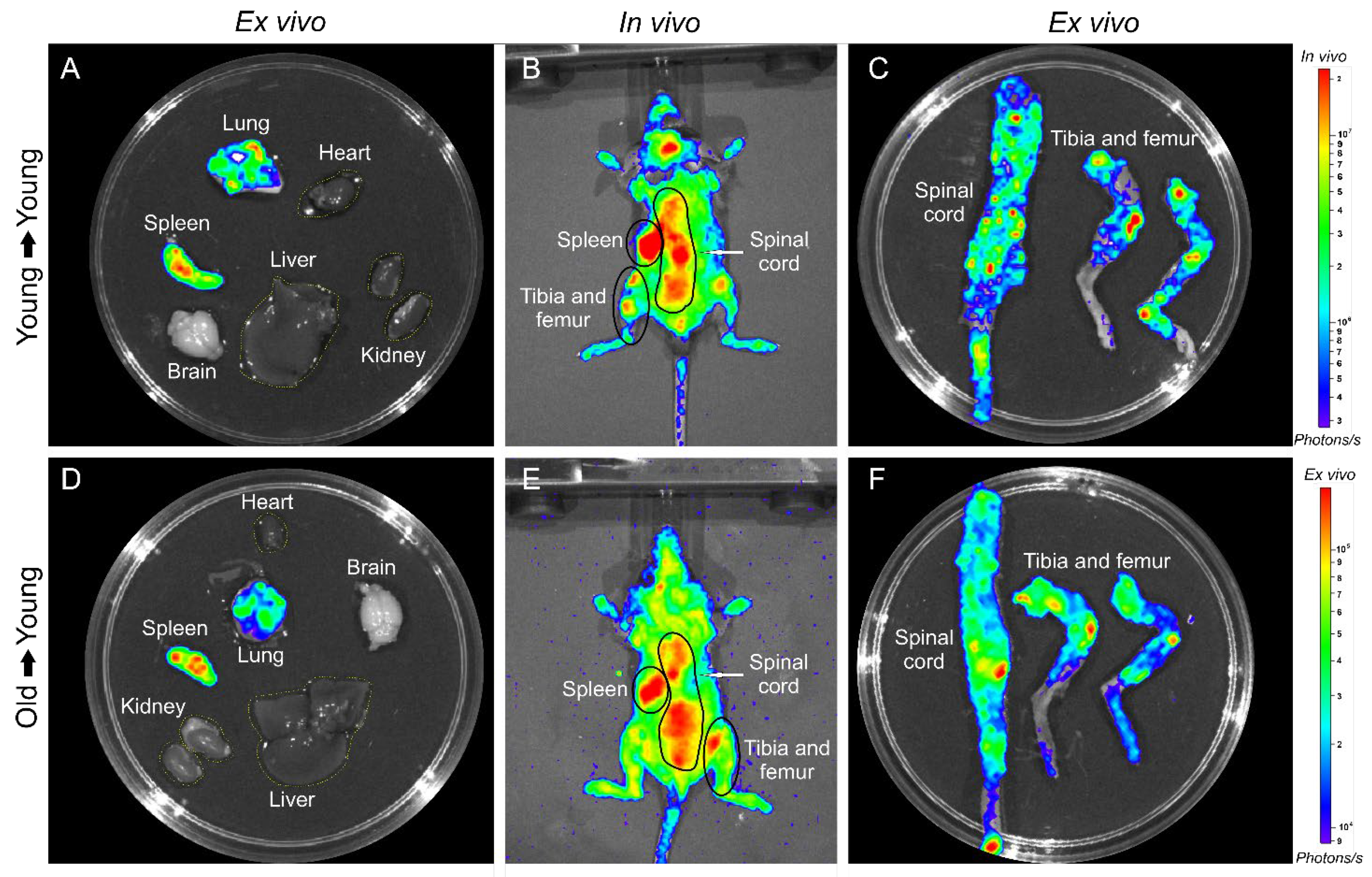 Biomedicines 09 00752 g010 Biomedicines 09 00752 g010