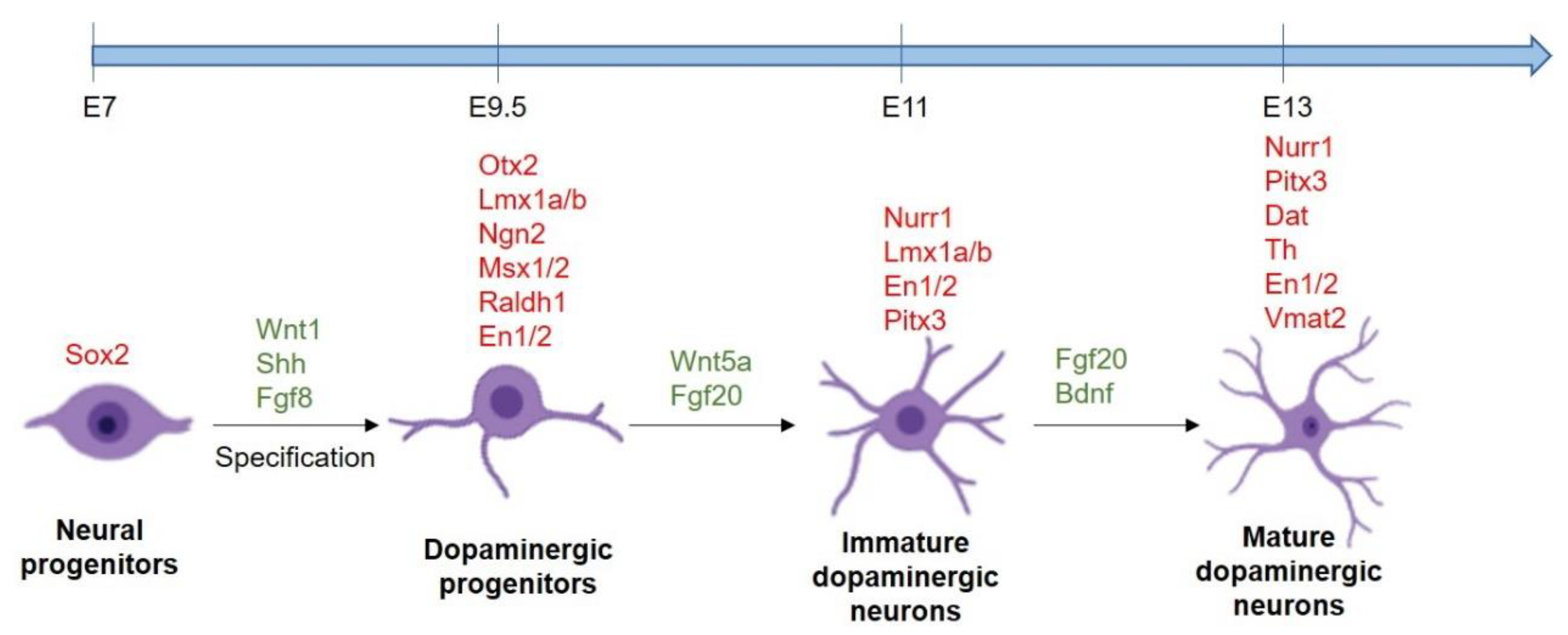 Chemical and Biological Molecules Involved in
