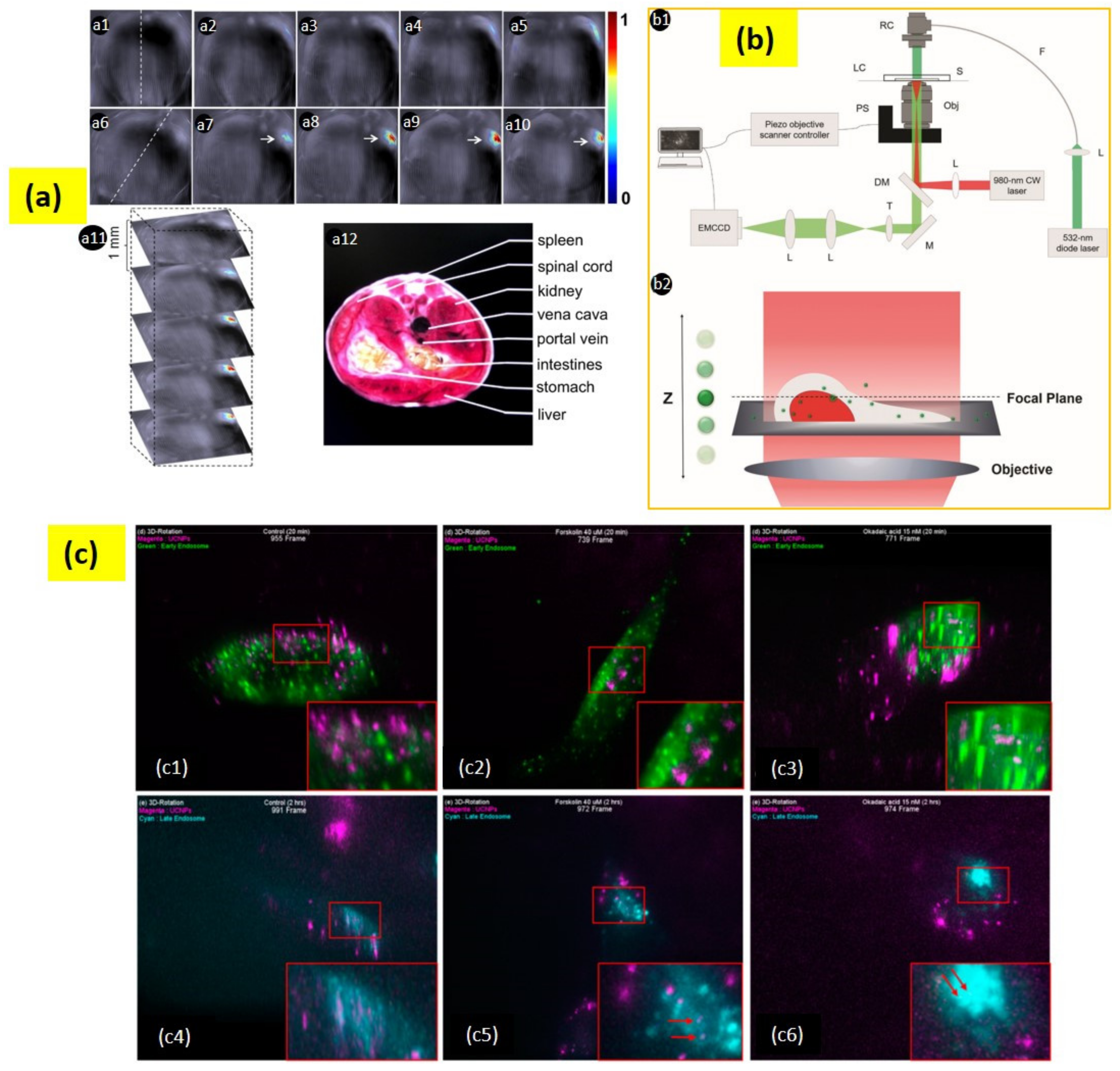 Biomedicines 09 00756 g006