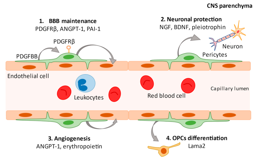 Biomedicines 09 00759 g001 550
