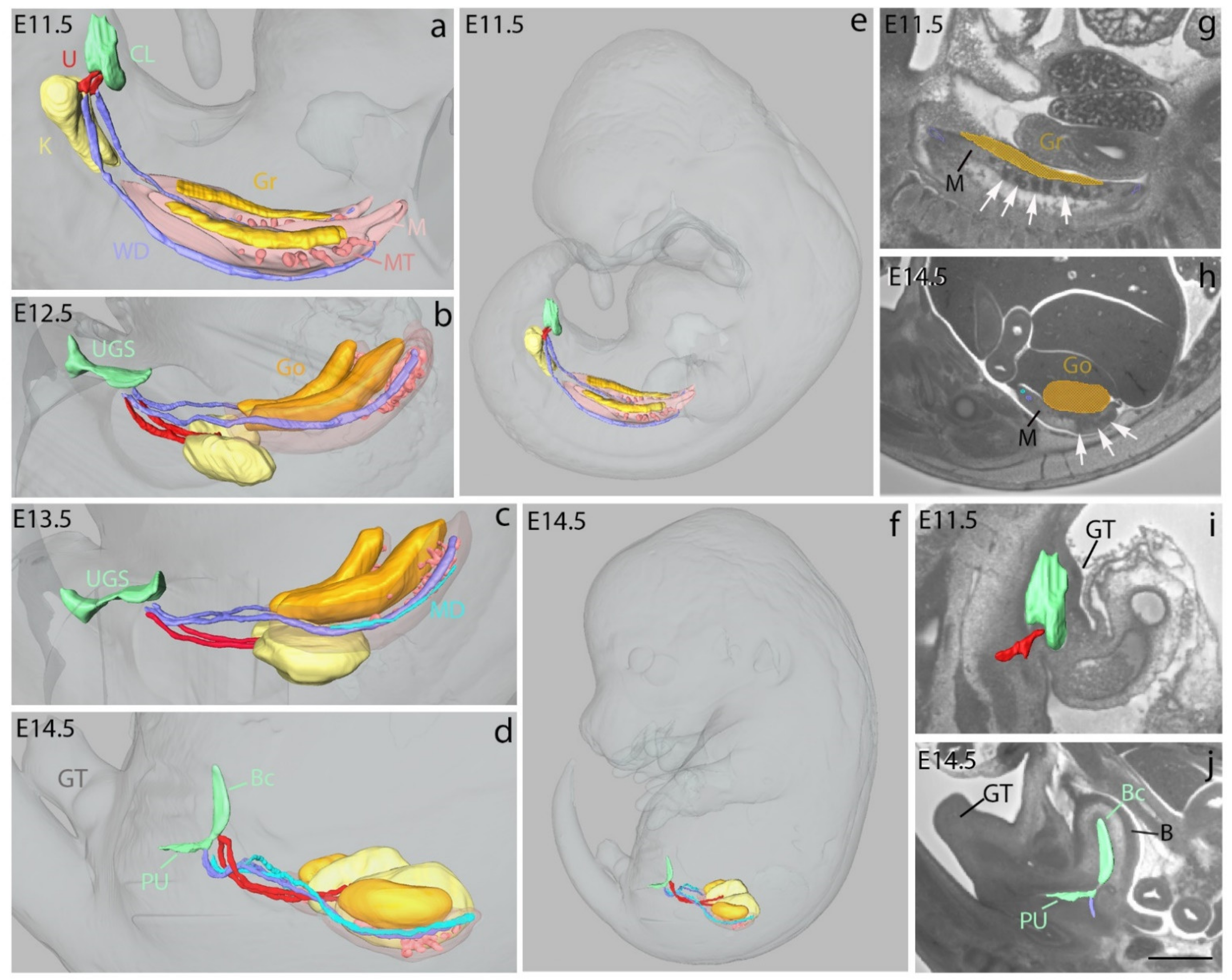 Biomedicines 09 00767 g004 550