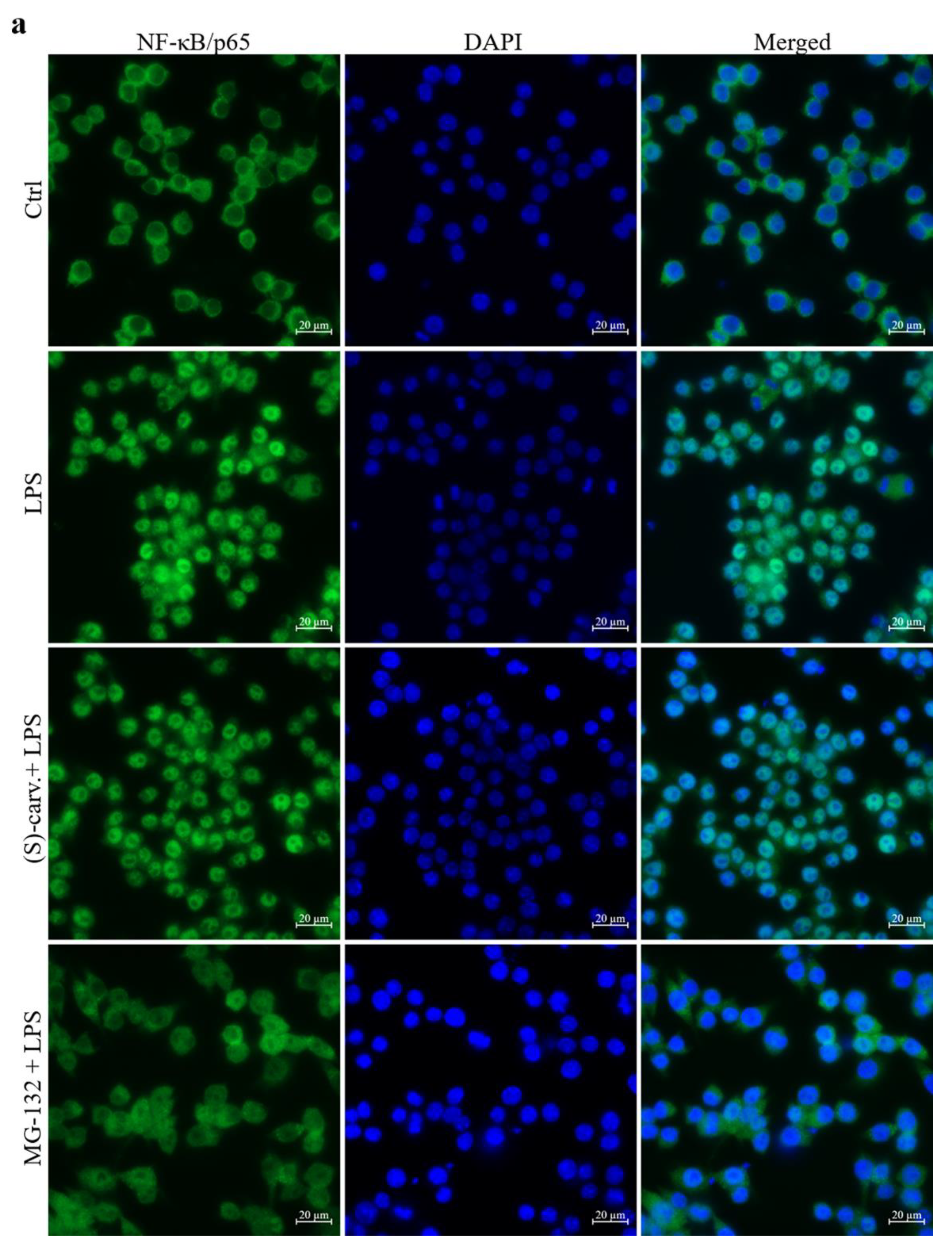 Biomedicines 09 00777 g004a