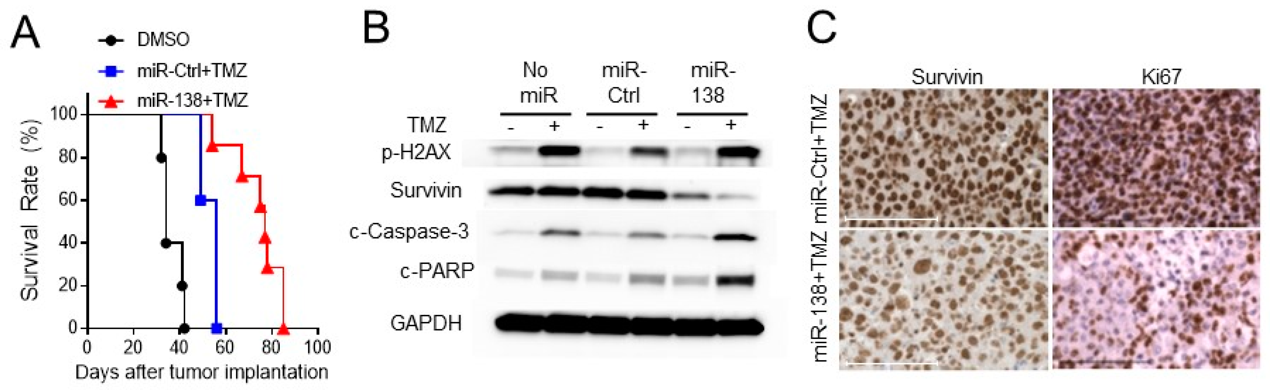 Biomedicines 09 00780 g005