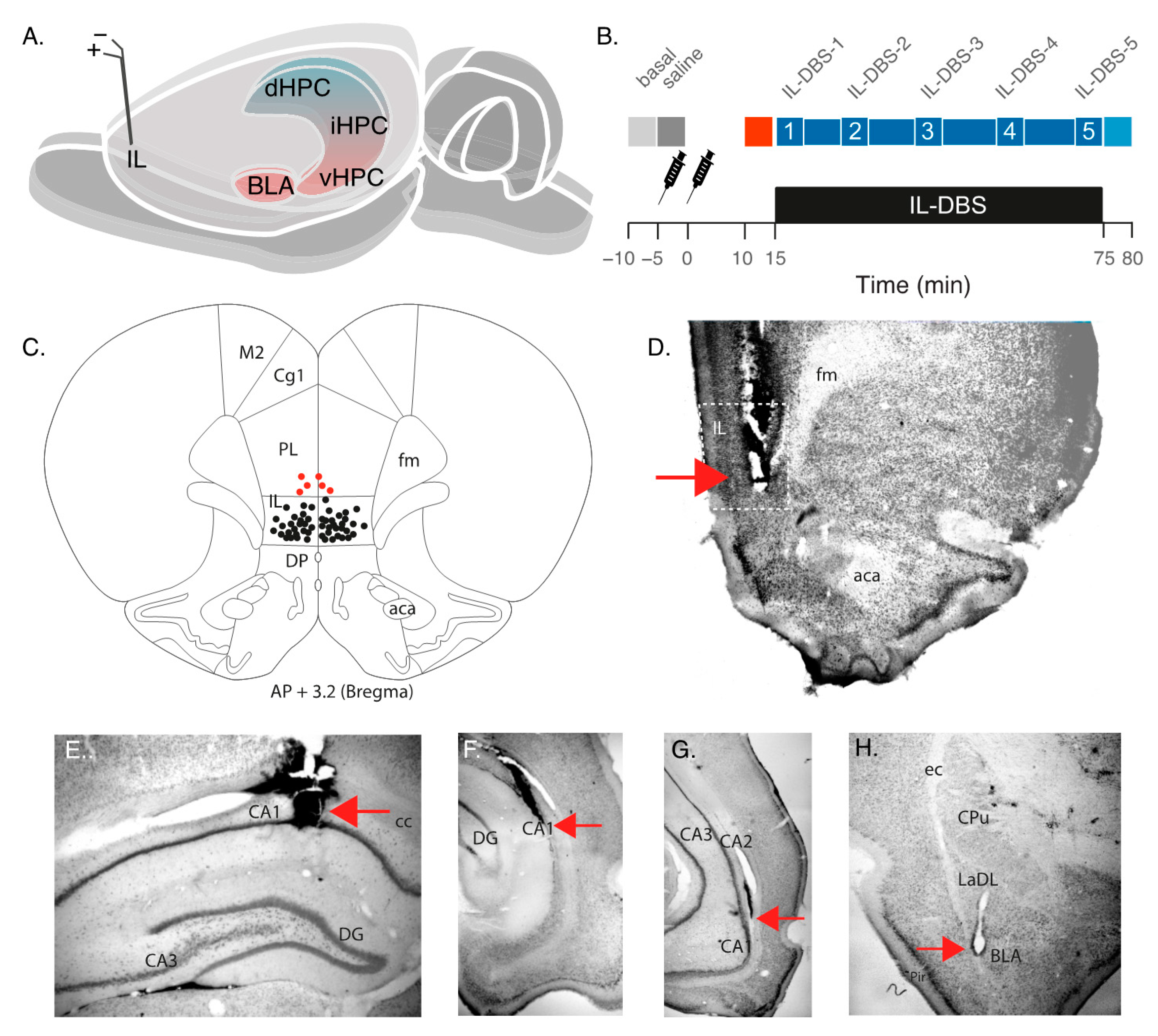 Biomedicines 09 00783 g001