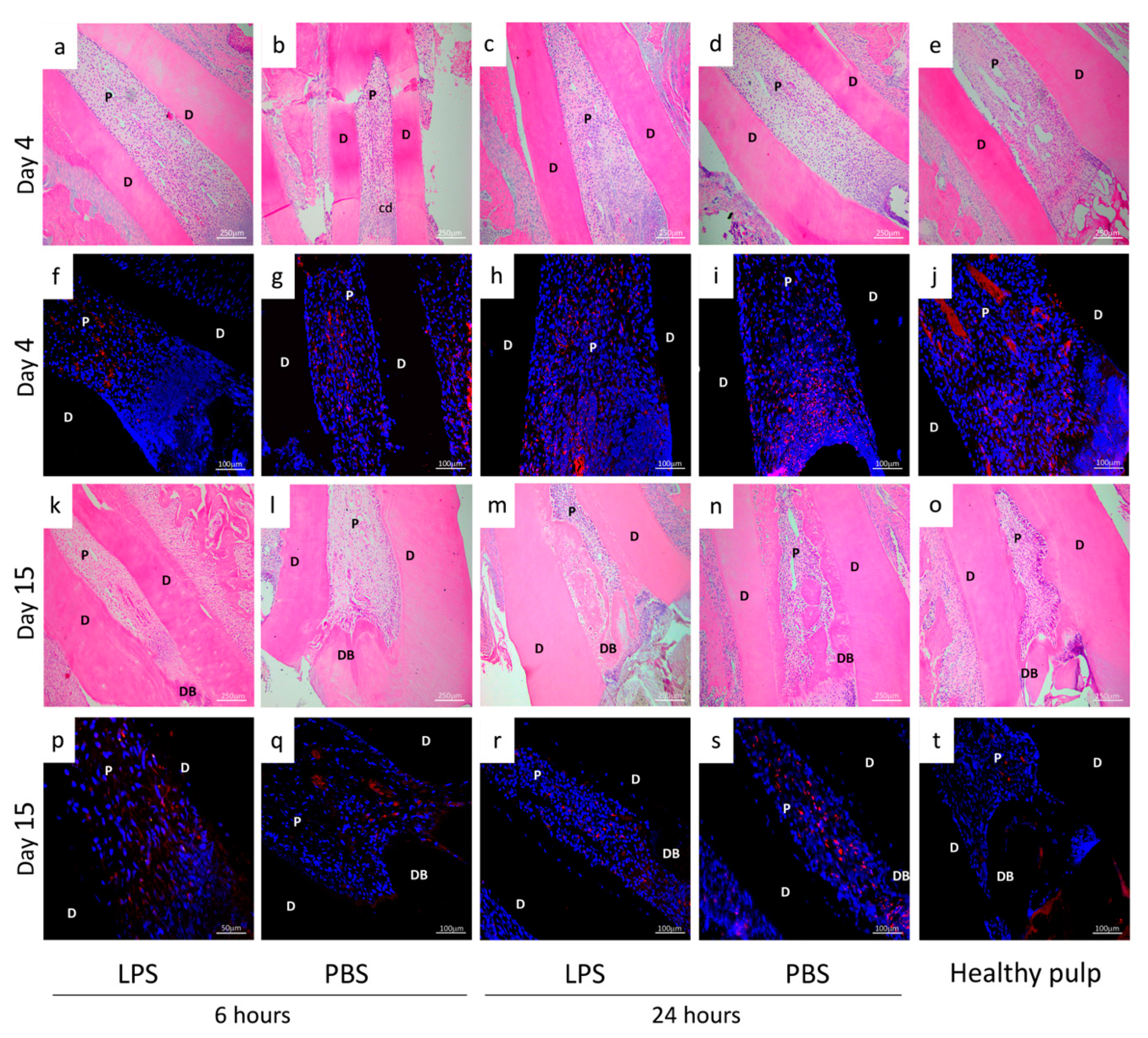Biomedicines 09 00784 g003