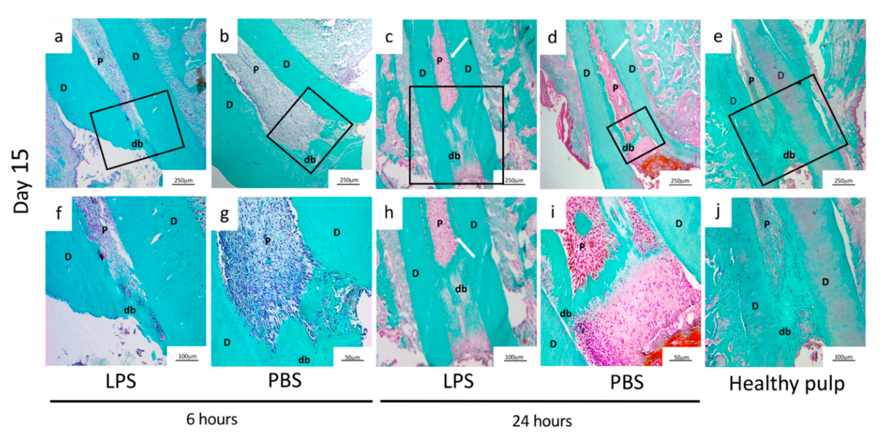 Biomedicines 09 00784 g005