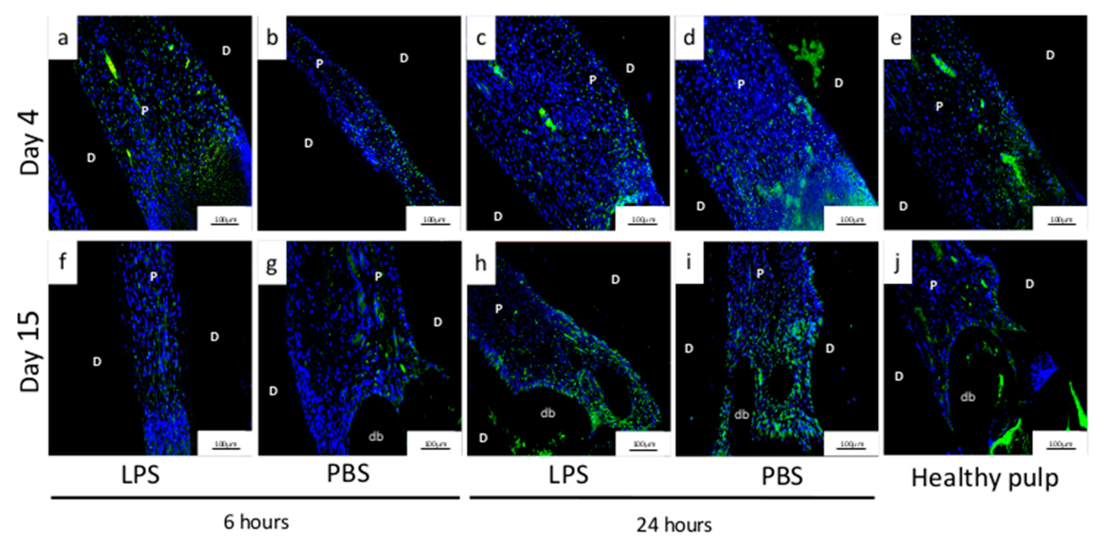 Biomedicines 09 00784 g006