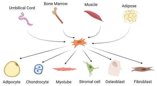 adult mesenchymal stem cells adult mesenchymal stem cells